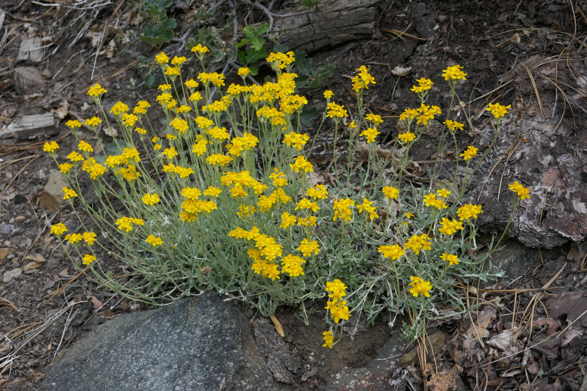 lrP1200377.jpg