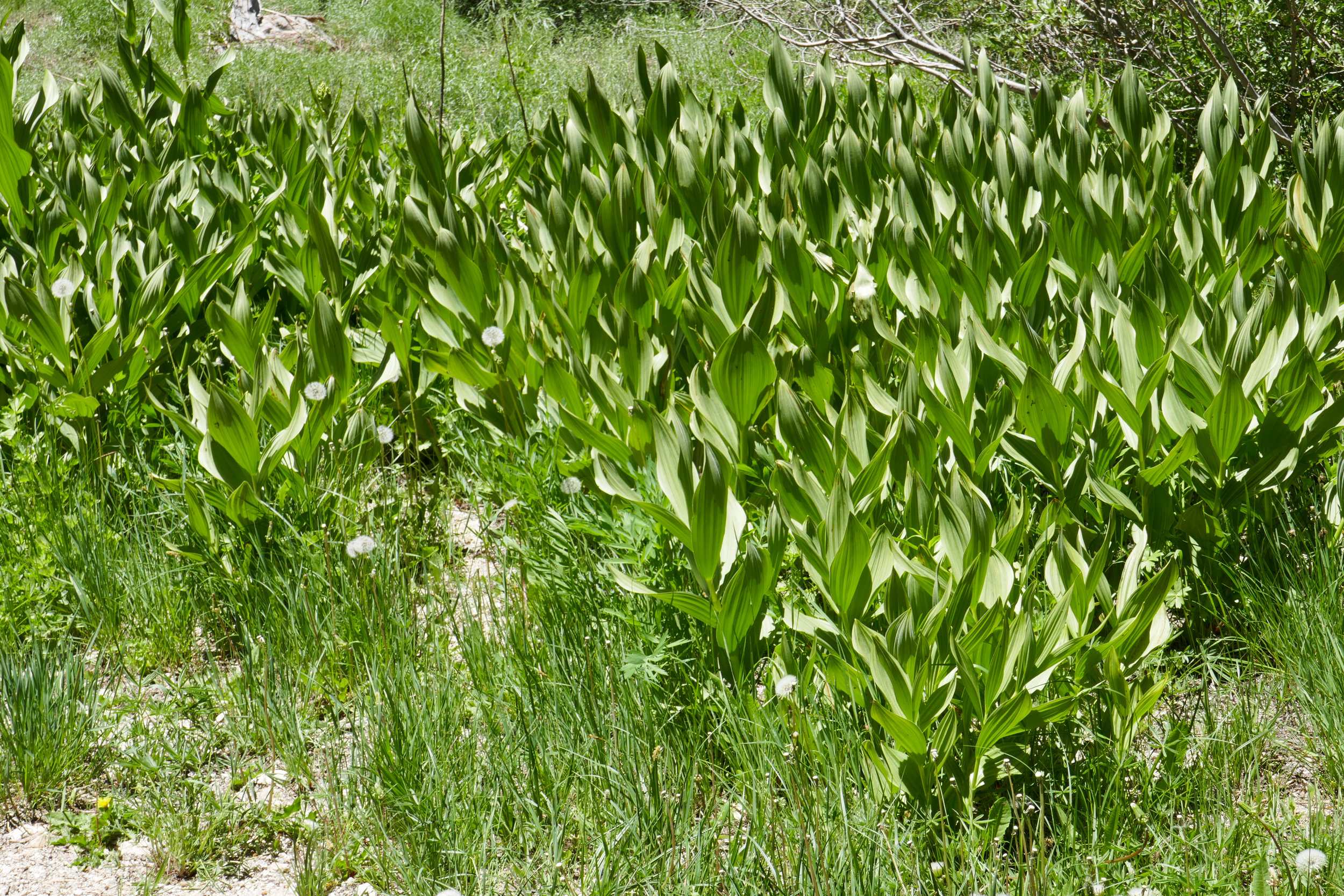 lrP1200930.jpg