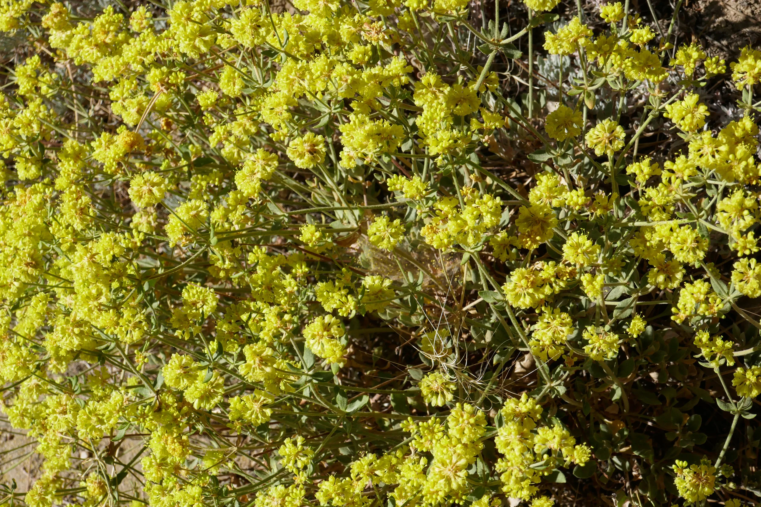lrP1200943.jpg