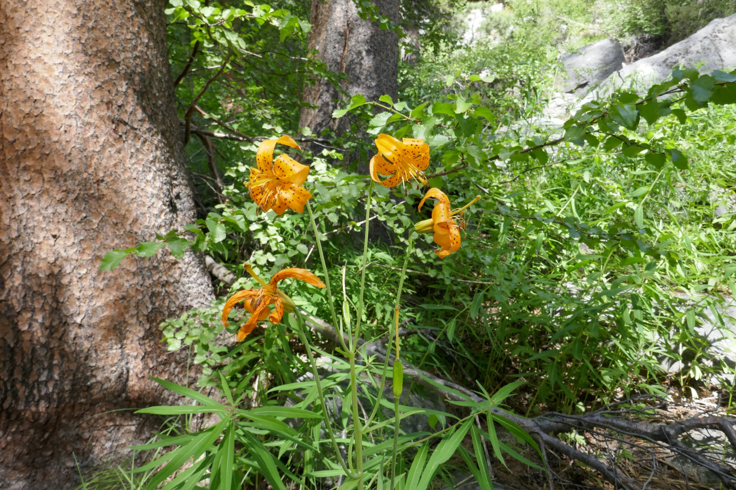 lrP1210141.jpg