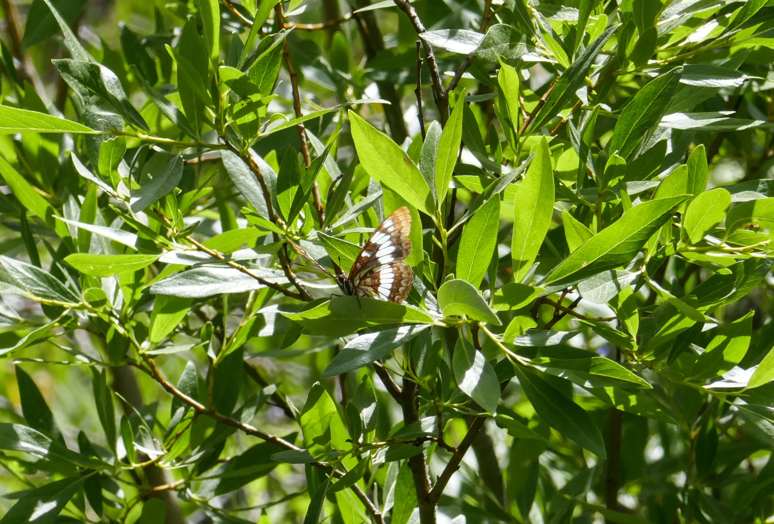 lrP1210153.jpg