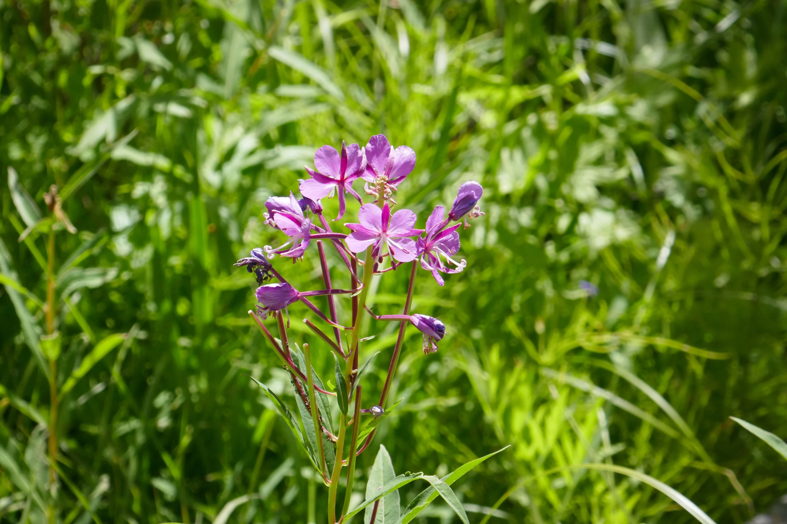 lrP1210156.jpg