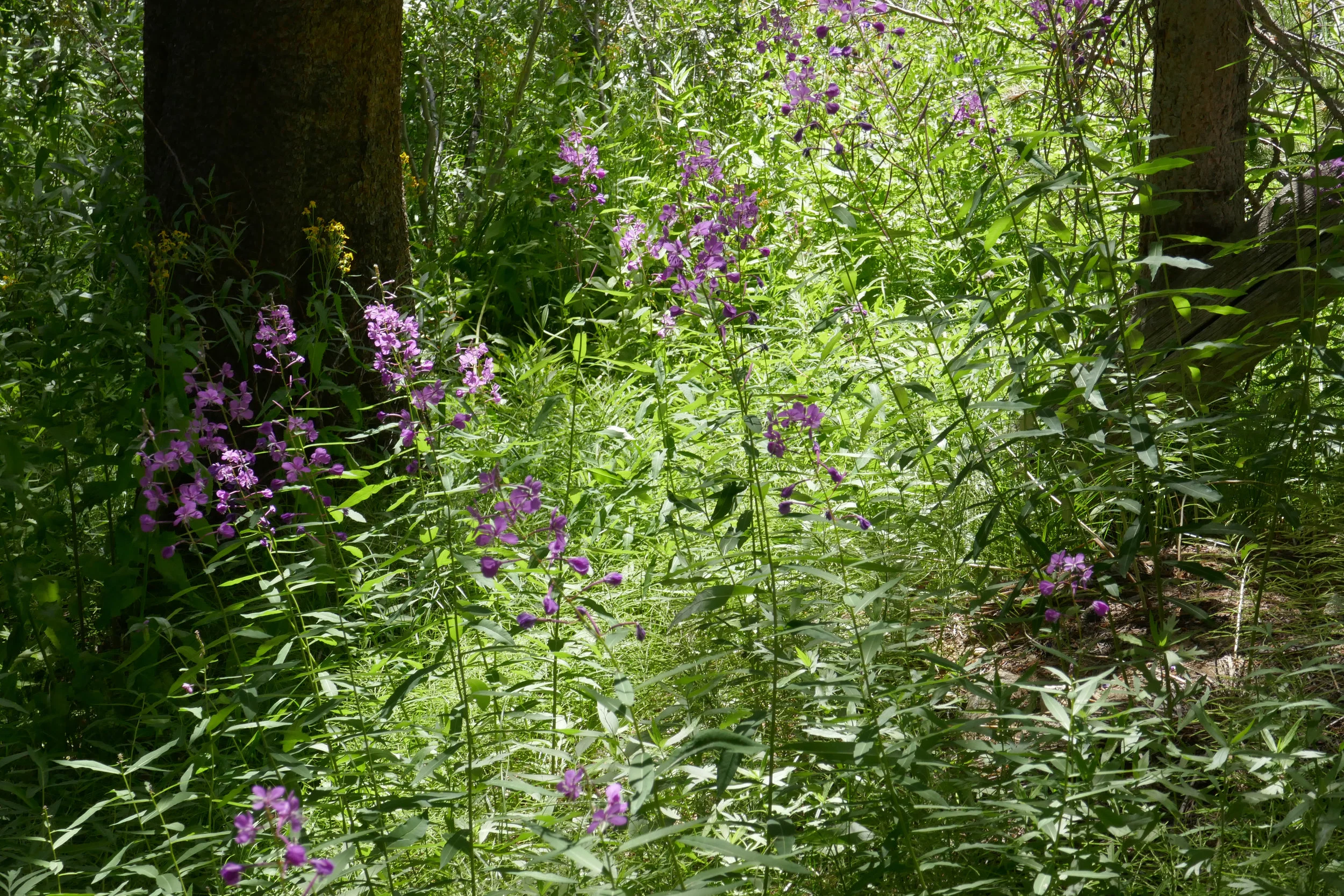 lrP1210158.jpg