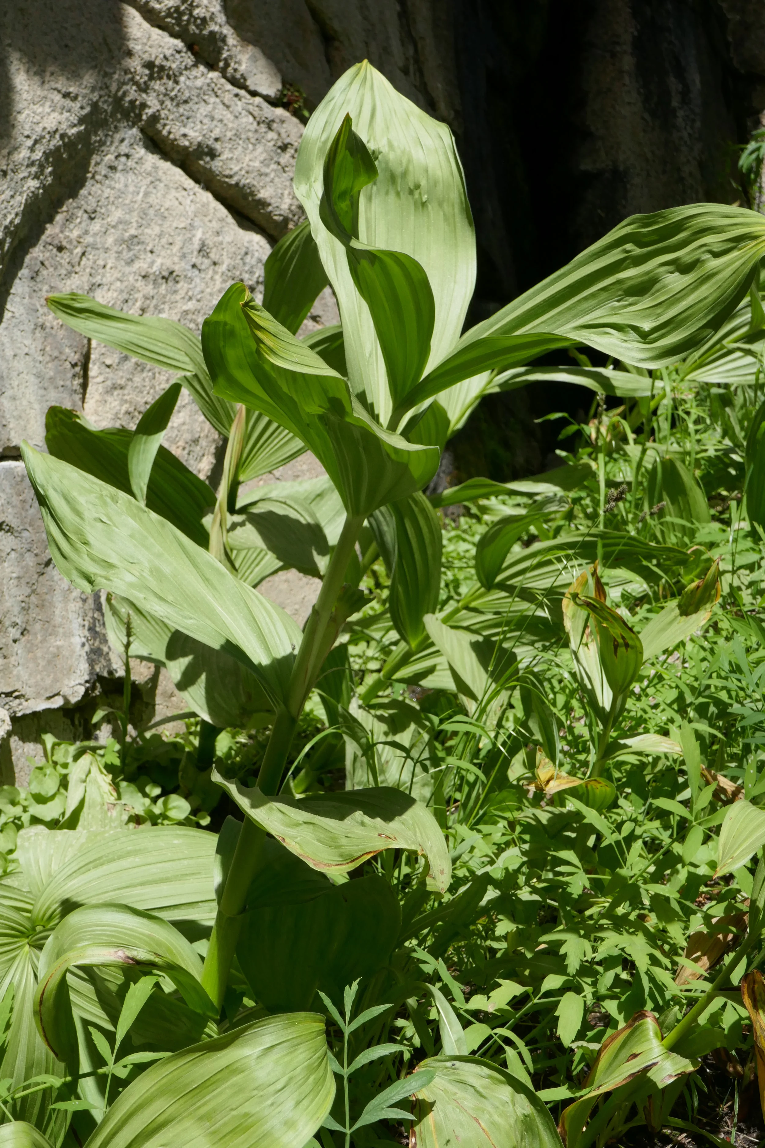 lrP1210233.jpg