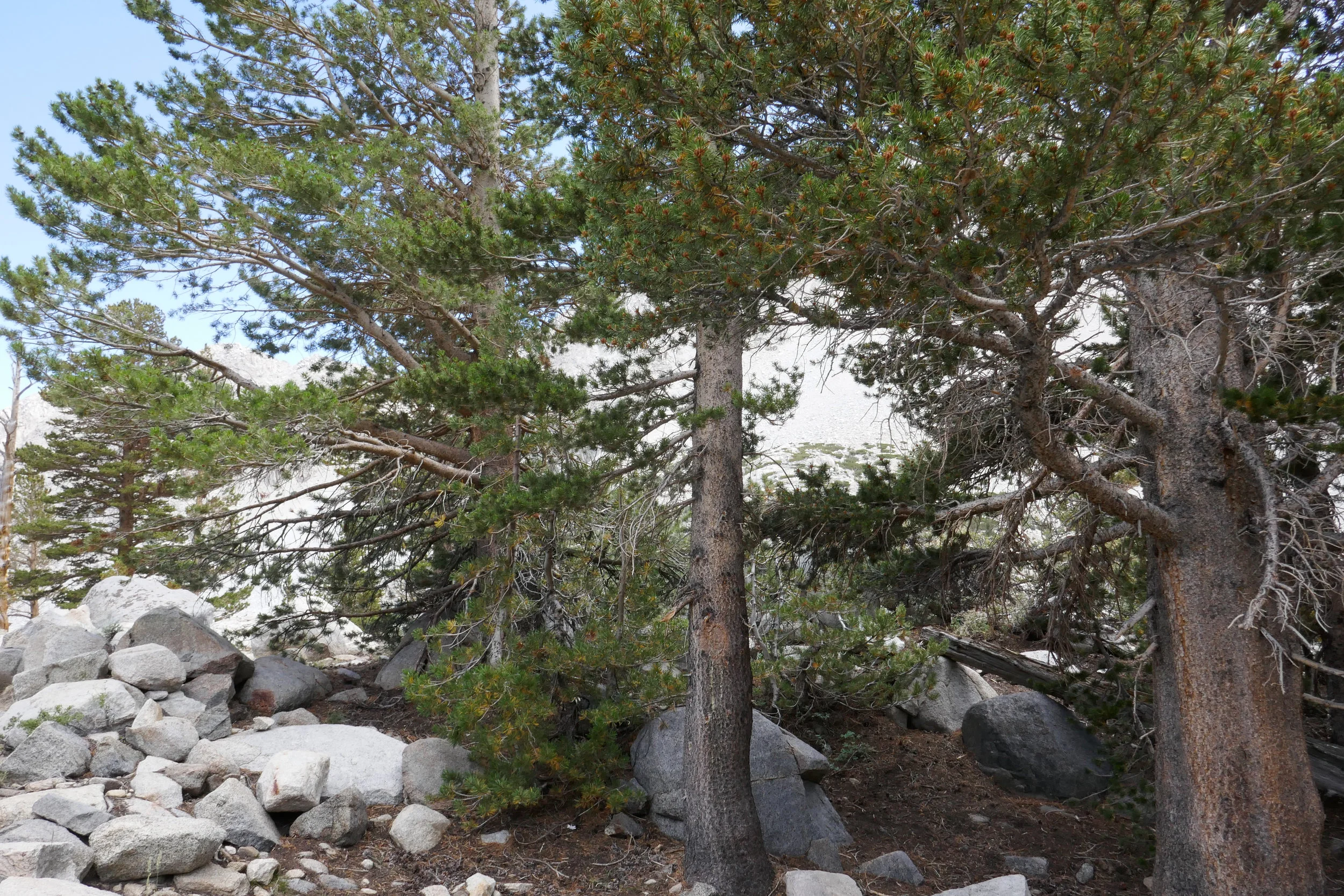 lrP1210246.jpg