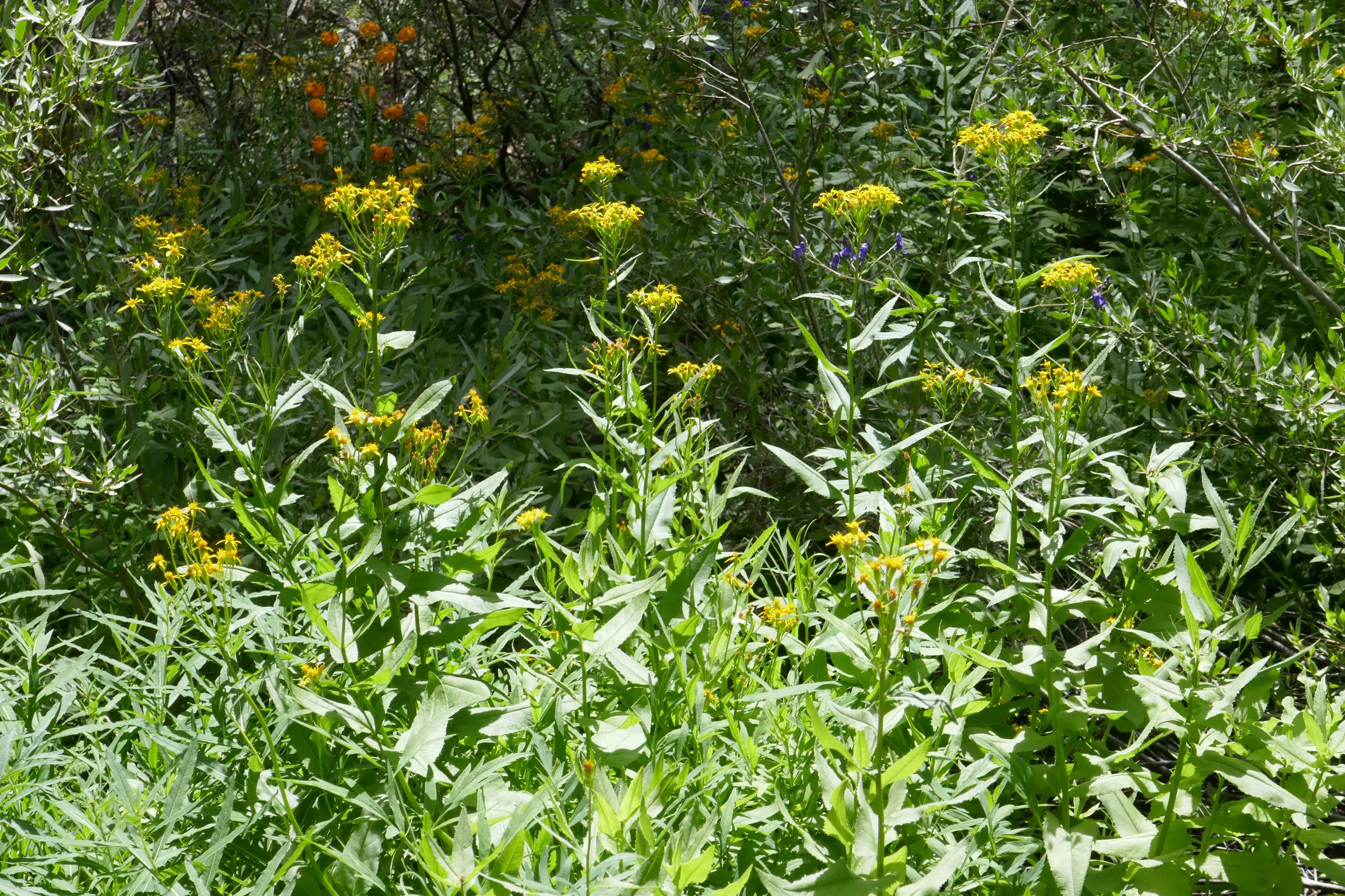 lrP1210265.jpg