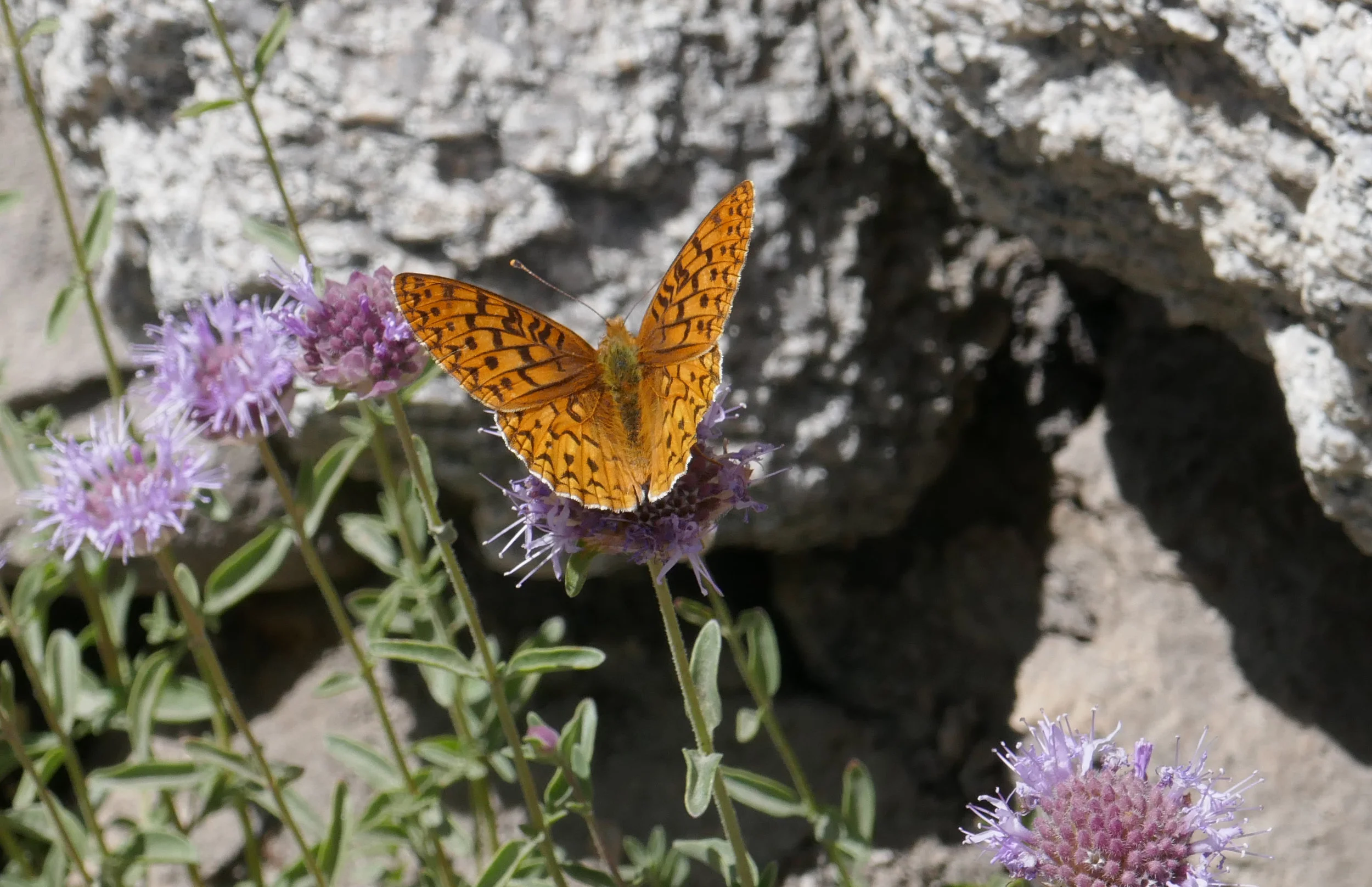 lrP1210277.jpg