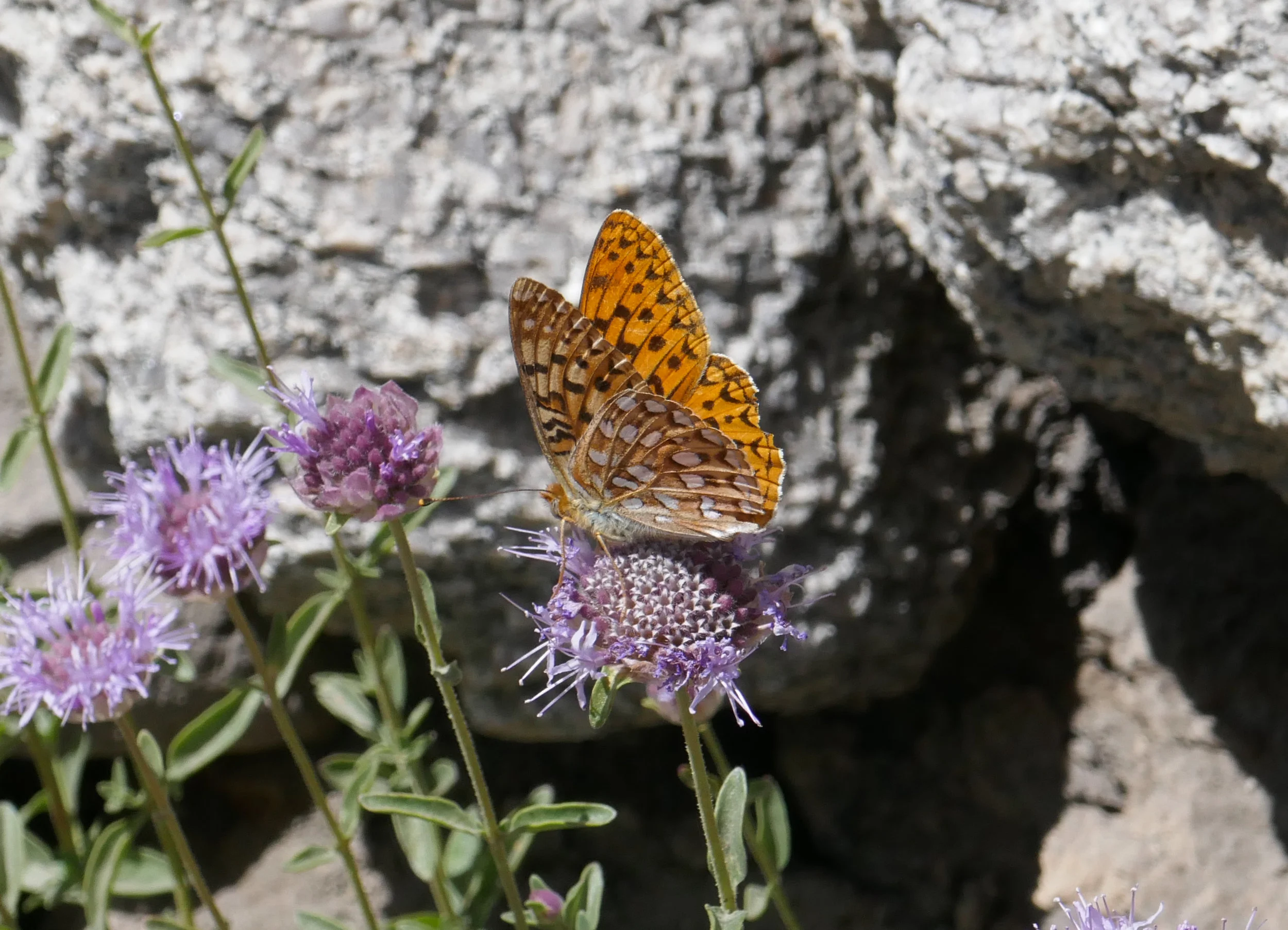 lrP1210278.jpg