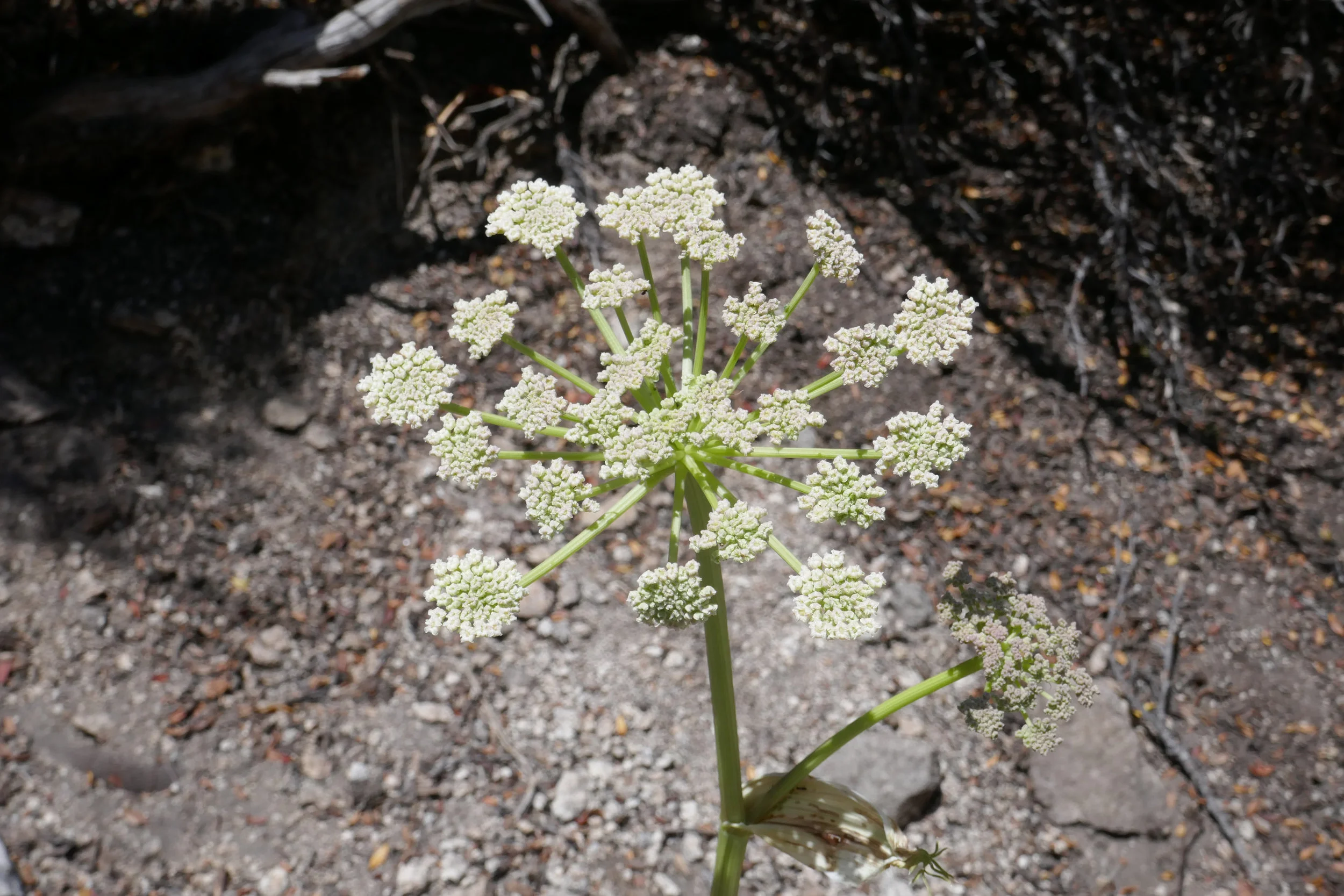 lrP1210295.jpg
