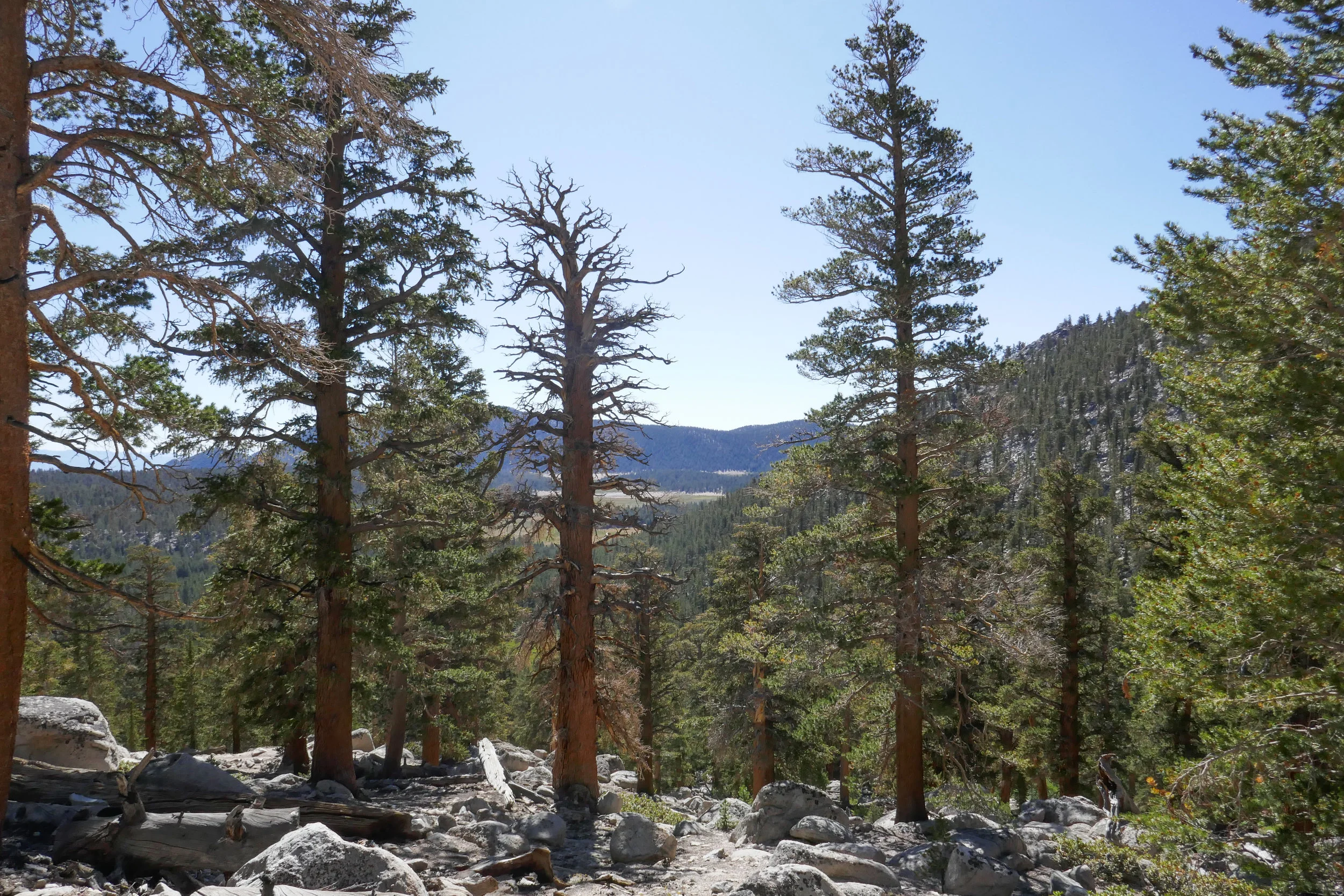 Cottonwood Pass, August 20, 2019, 6 Miles RT, 837' +/-, Max Elevation 11,000'