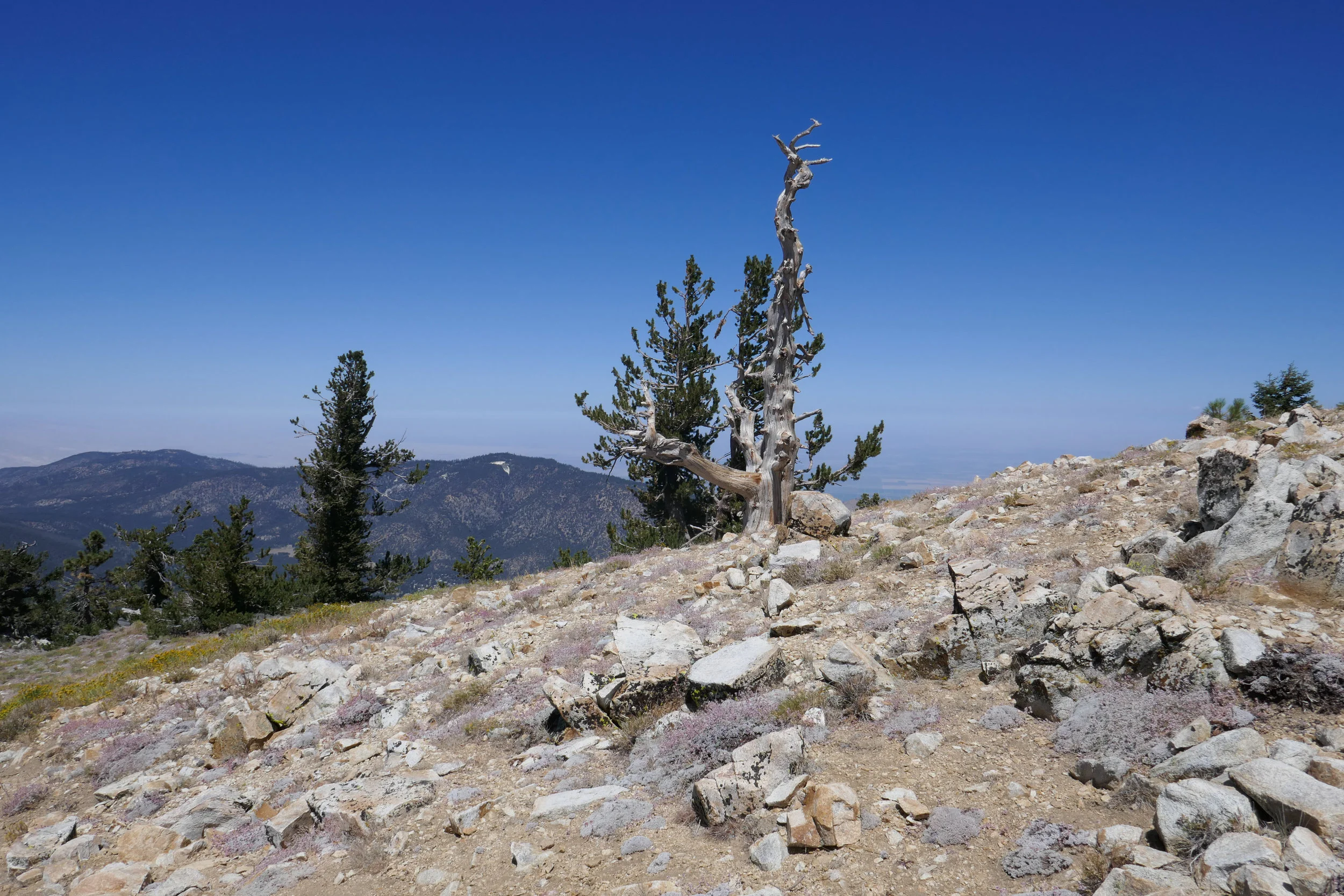 Mt. Pinos to Sheep Camp, August 25, 2019, 10 miles RT, 1,808' +/-, 8,814' Max Elevation