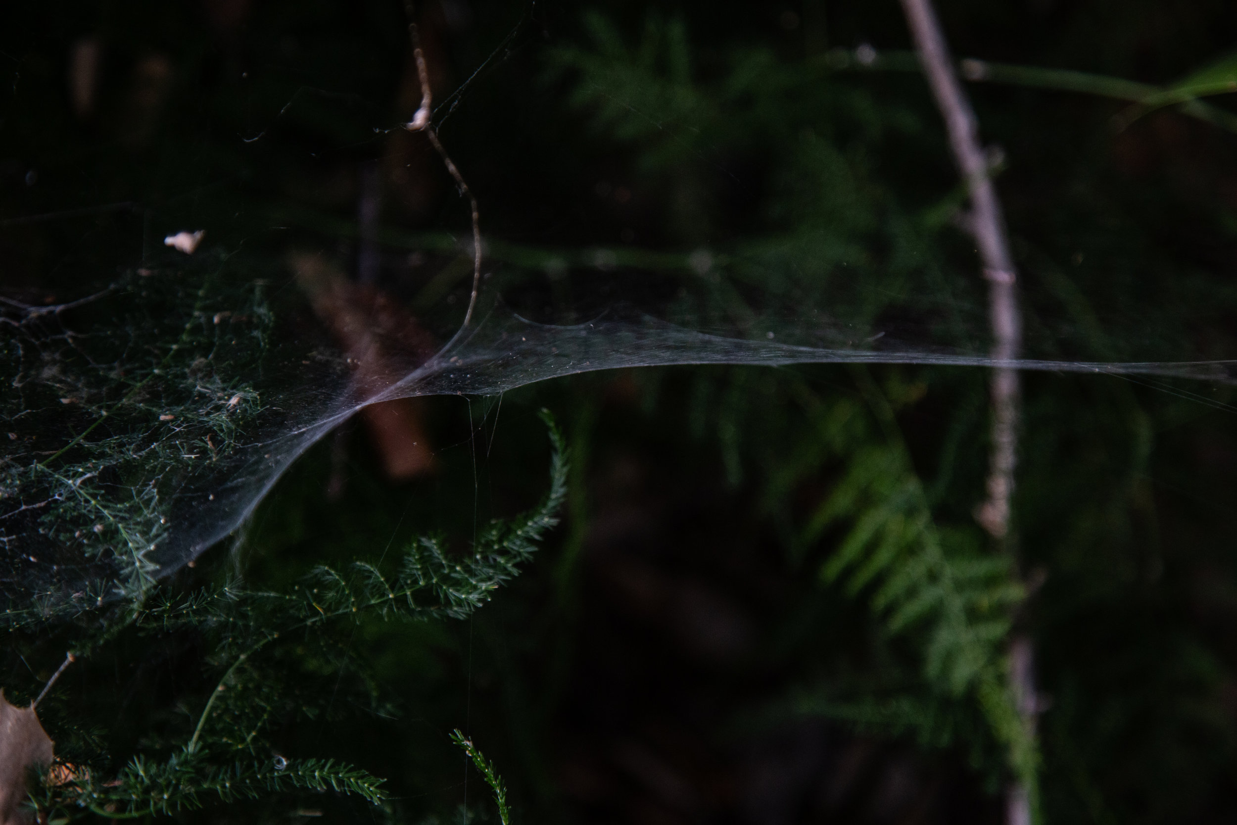 Descanso Gardens, September 2, 2019