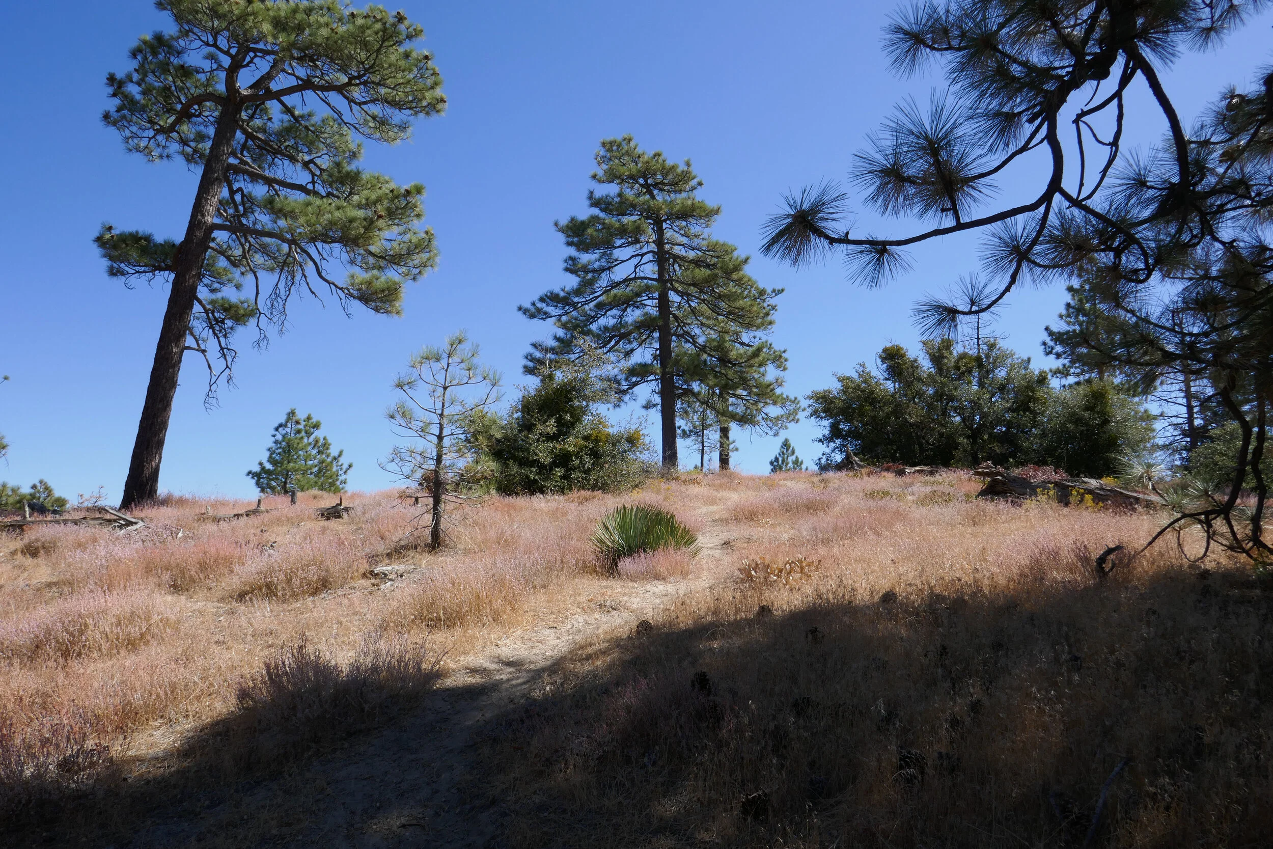 lrP1210764.jpg