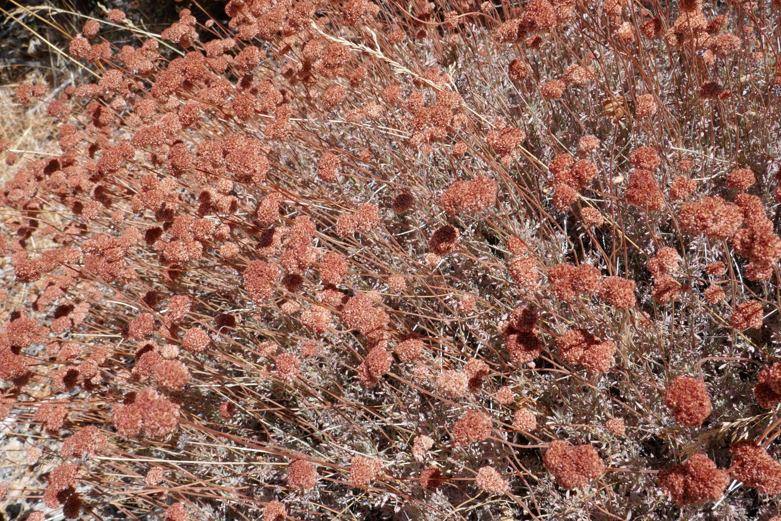 lrP1210784.jpg