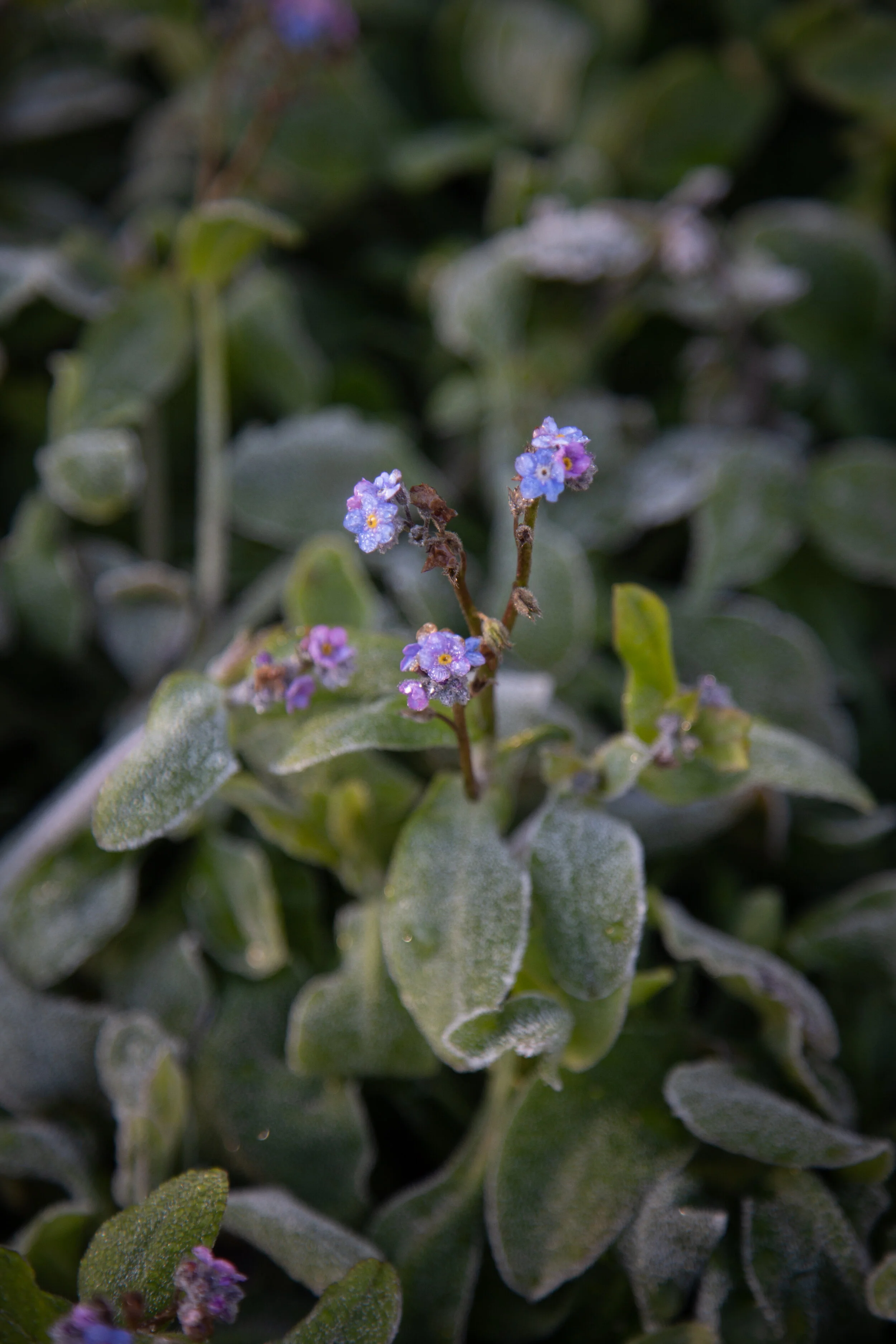 Descanso Gardens, December 28, 2019
