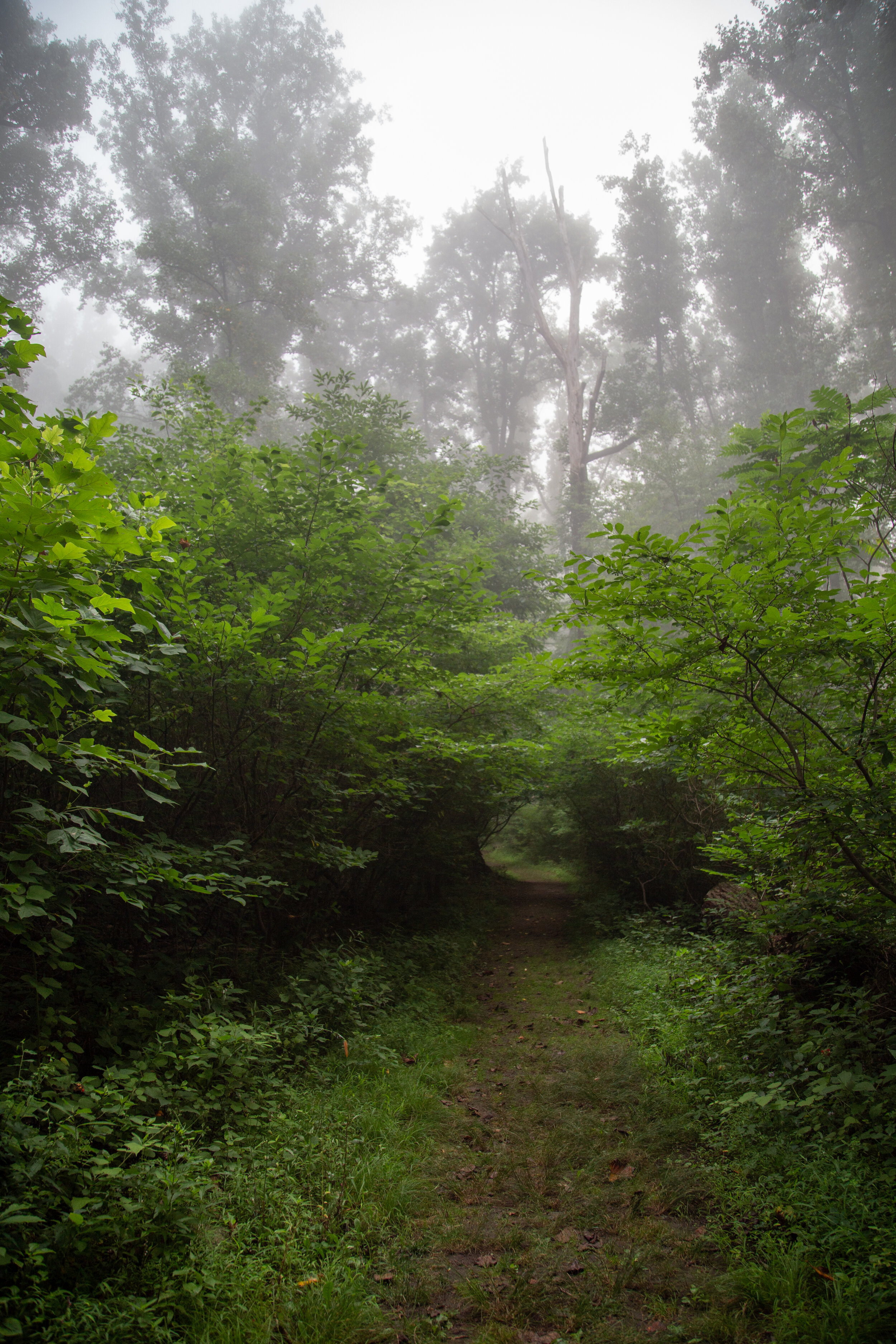 Mariton Wildlife Sanctuary, July 25, 2020 — Danielle Bedics-Arizala  Photography