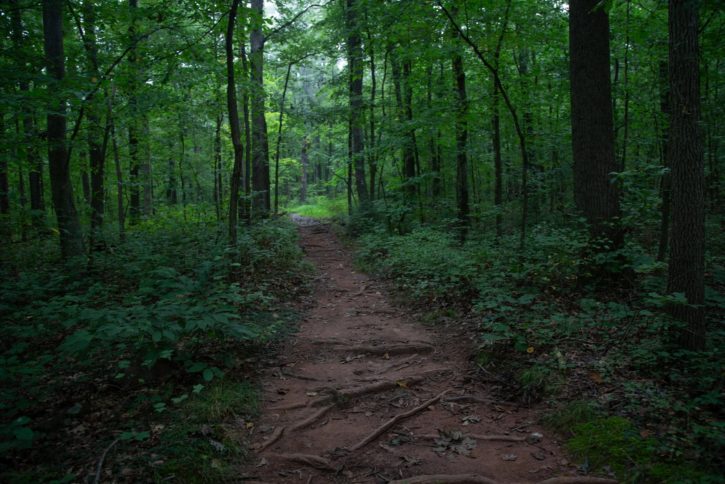lrIMG_0974.jpg