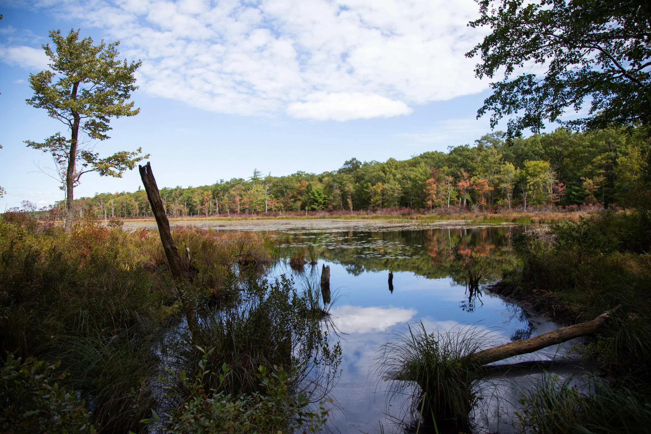 Bruce Lake Natural Area, Delaware State Forest, Promised Land State Park, Rock Oak Trail, Telephone Trail, Bruce Lake Trail, Rock Oak Ridge Trail Loop, 10.2 Miles RT,  September 20, 2020