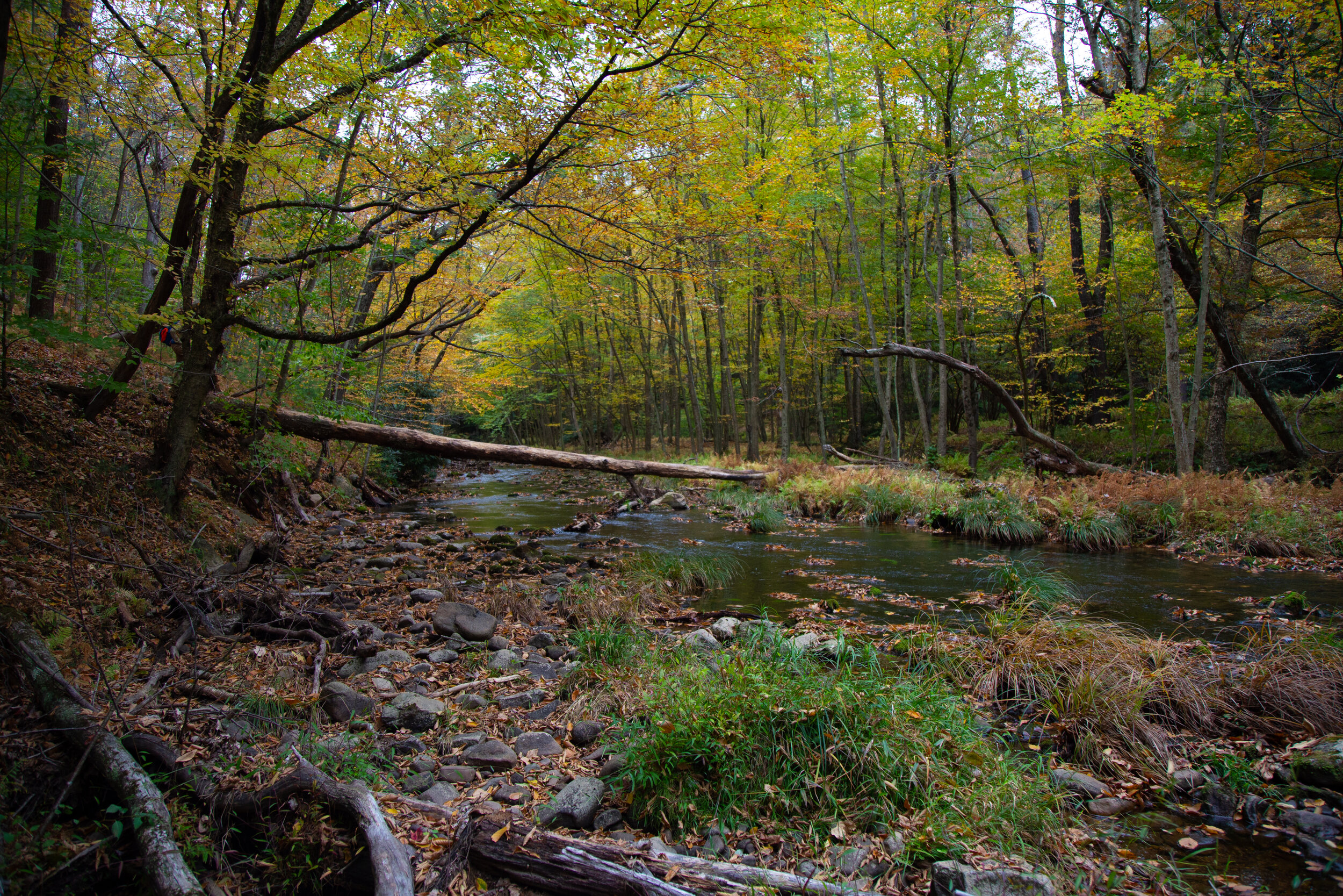 Hickory Run State Park, Fireline Trail, Skyline Trail, Hickory Run Trail, Switchback Trail, 6.3 Miles RT, October 5, 2020