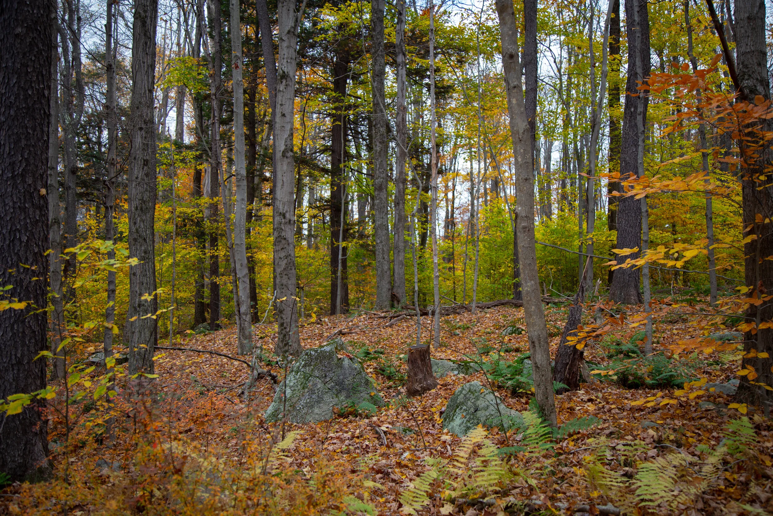 lrIMG_4130.jpg