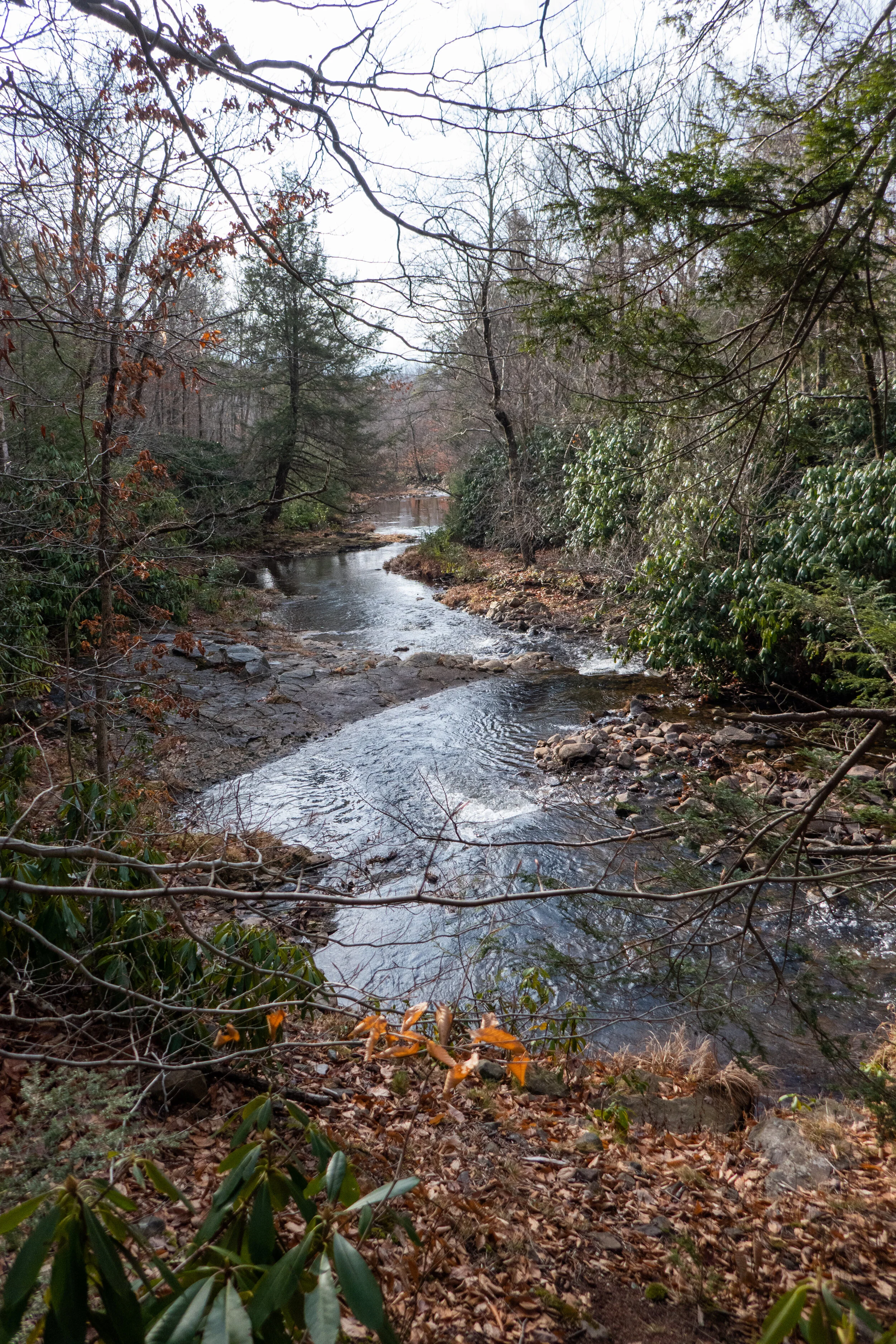Bear Creek Preserve, Red Trail, Gray Trail, Red/Green Trail, 7 miles RT, December 13, 2020