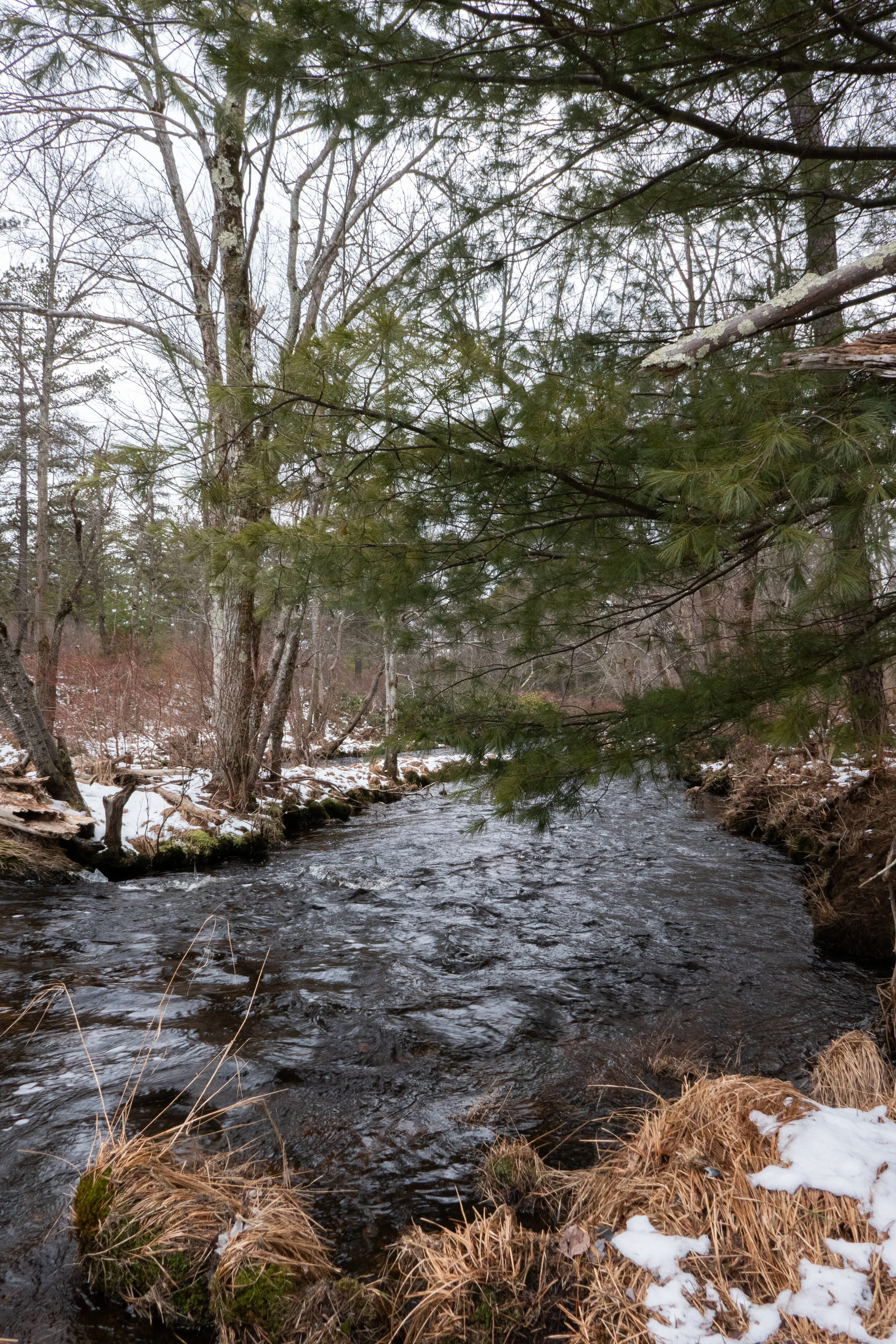 Wildlands Conservancy Maple Tract Preserve, 6 Miles RT, January 17, 2021