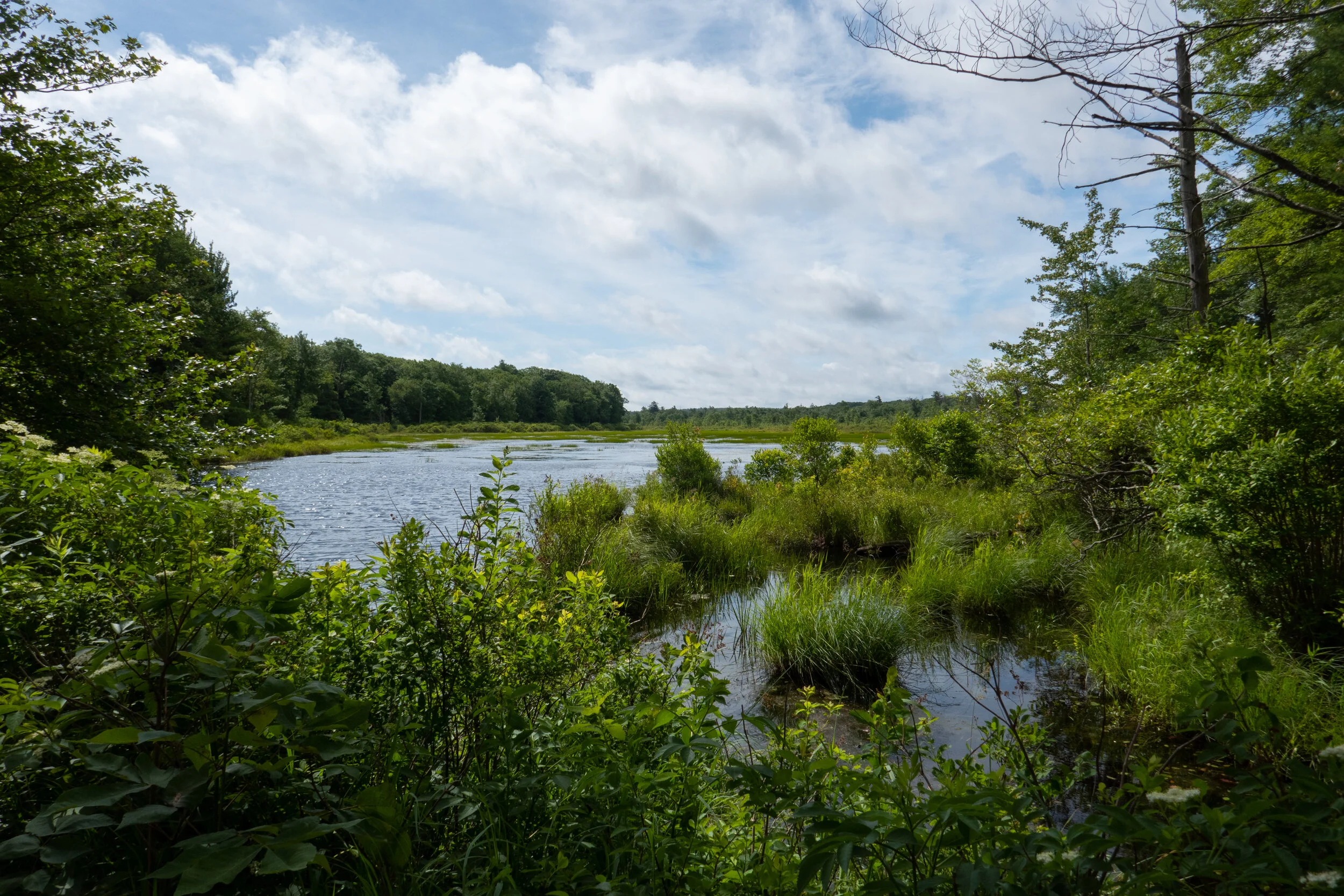 Delaware State Forest, Egypt Meadow Lake, Bruce Lake Natural Area Hike, June 26, 2021