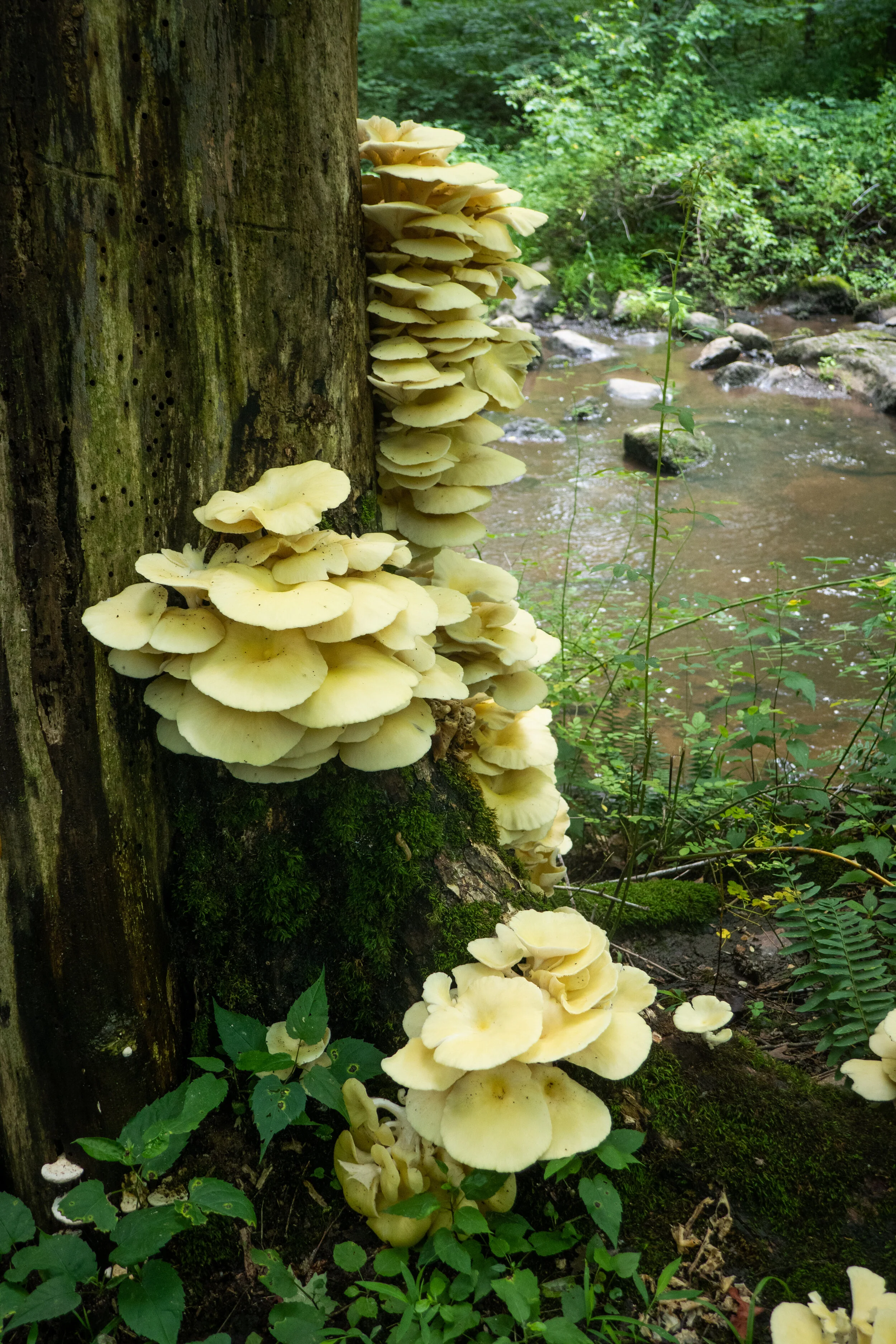 Nockamixon State Park, Old Mill Trail, 5 Miles RT, July 9, 2021