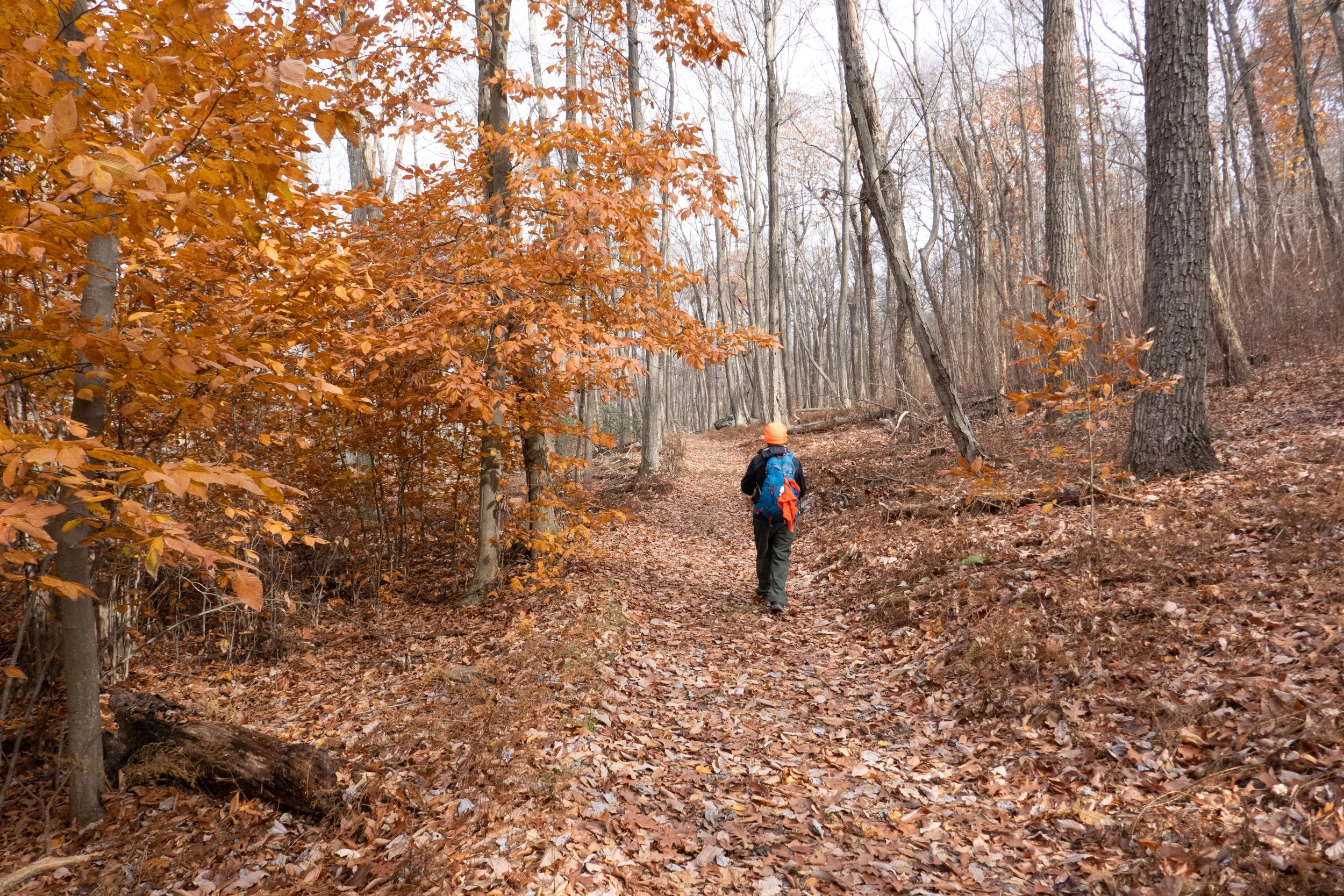Delaware Water Gap National Recreation Area, Garvey Springs, Sunfish Pond, AT, Douglas Trail, 5 Miles RT, November 21, 2021
