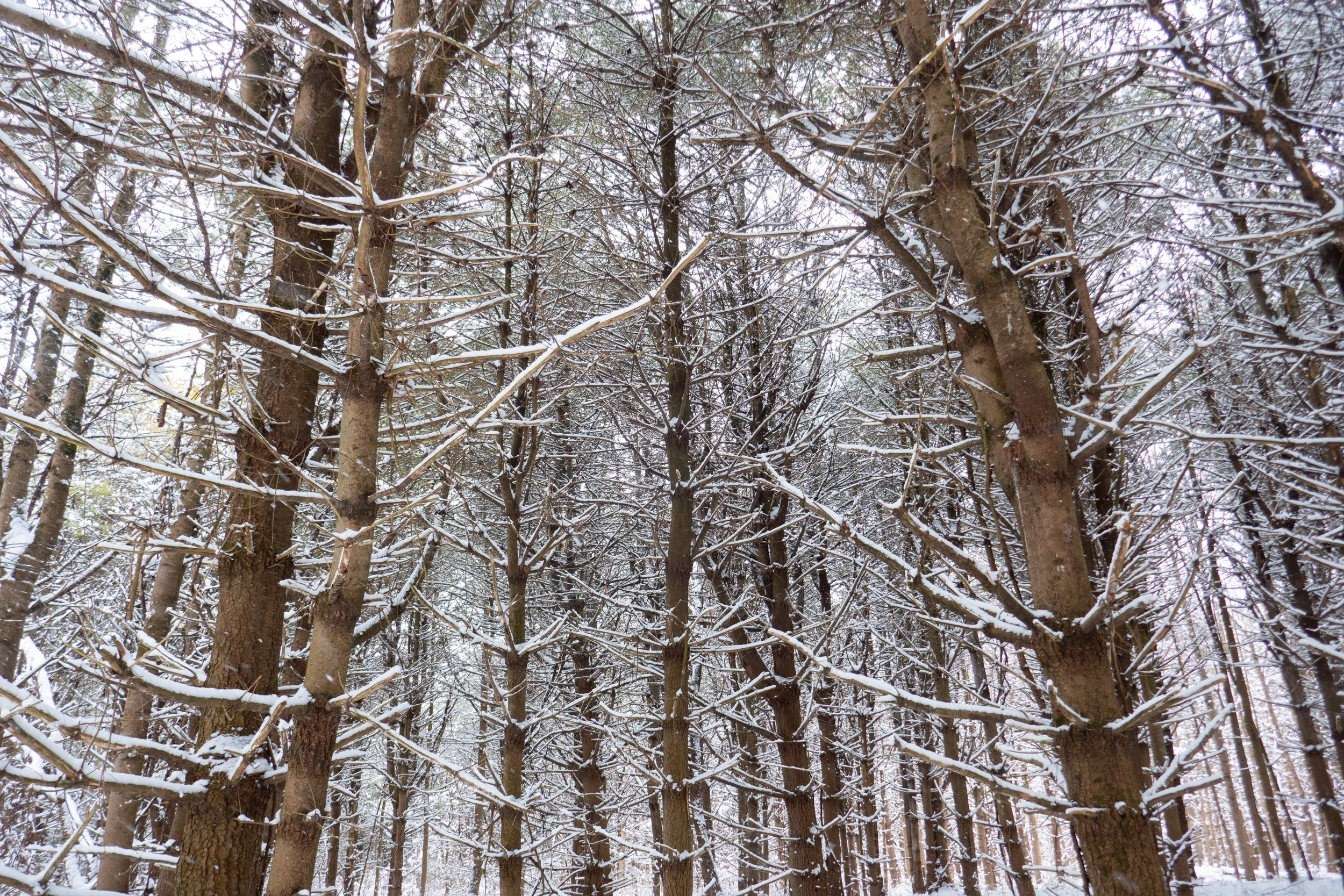 Jacobsburg State Park, Snow Day!  February 13, 2022