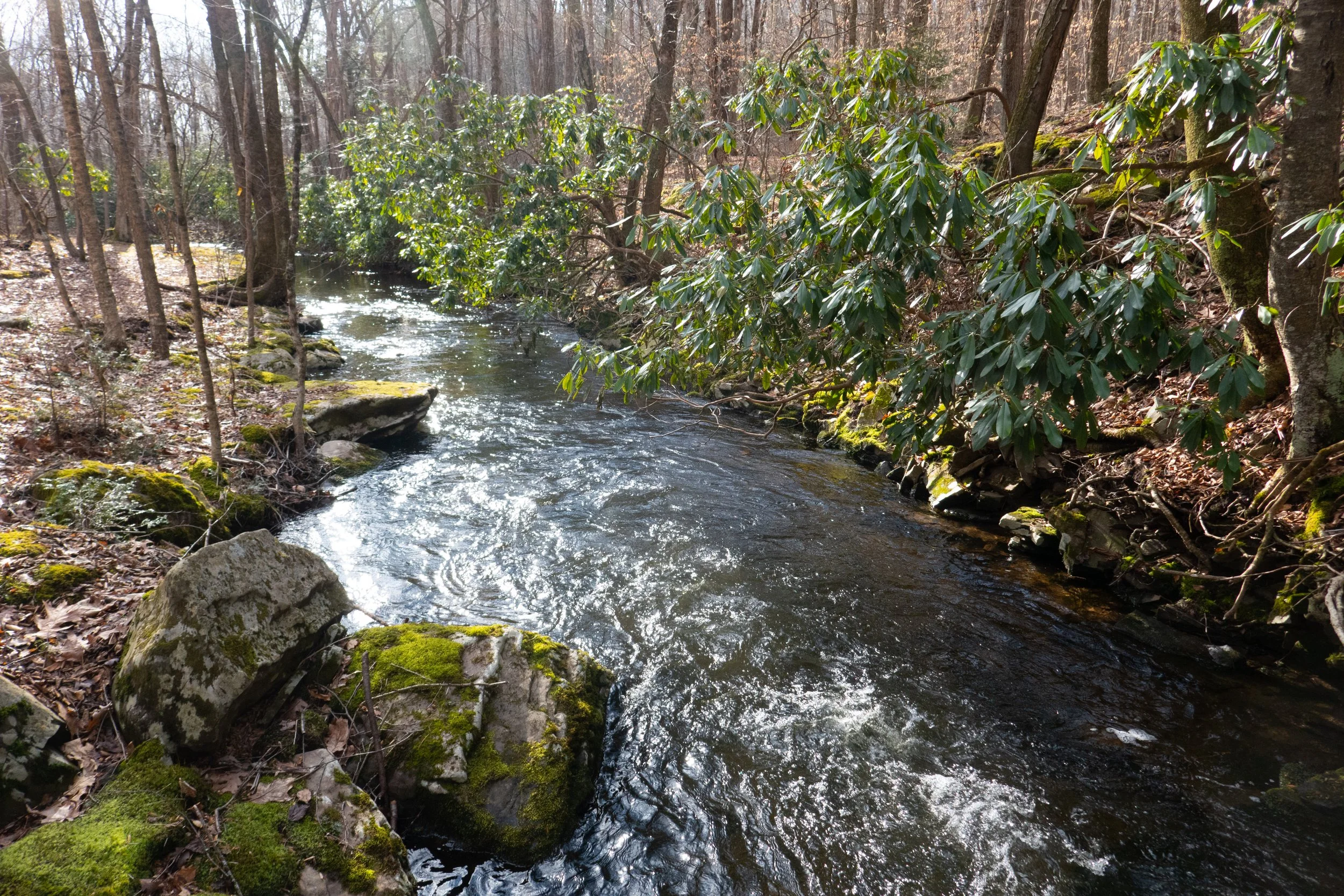 Nothstein Preserve, April 4, 2022