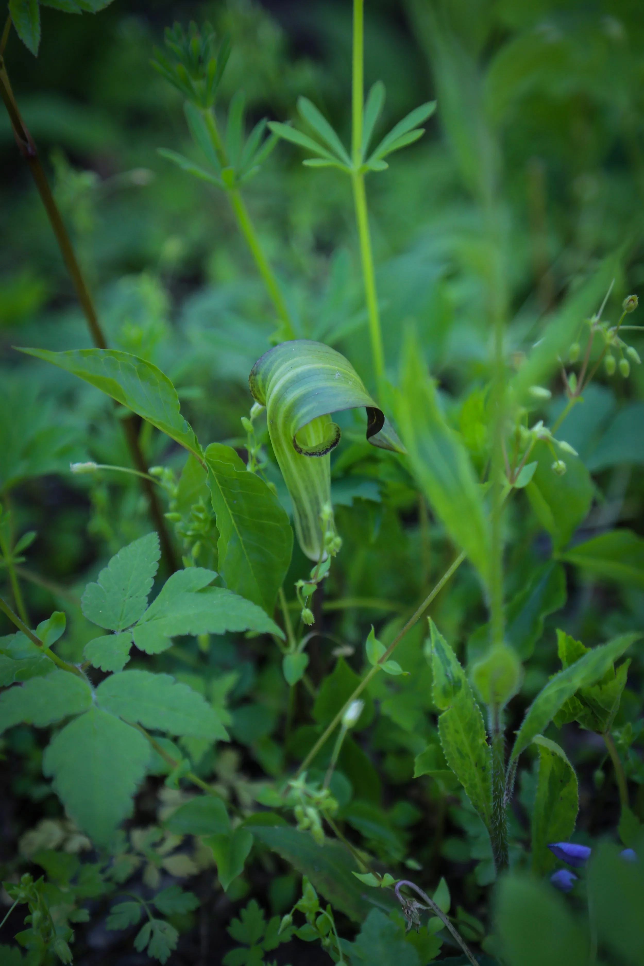 Jacobsburg State Park Wildflower Walk, May 10, 2022