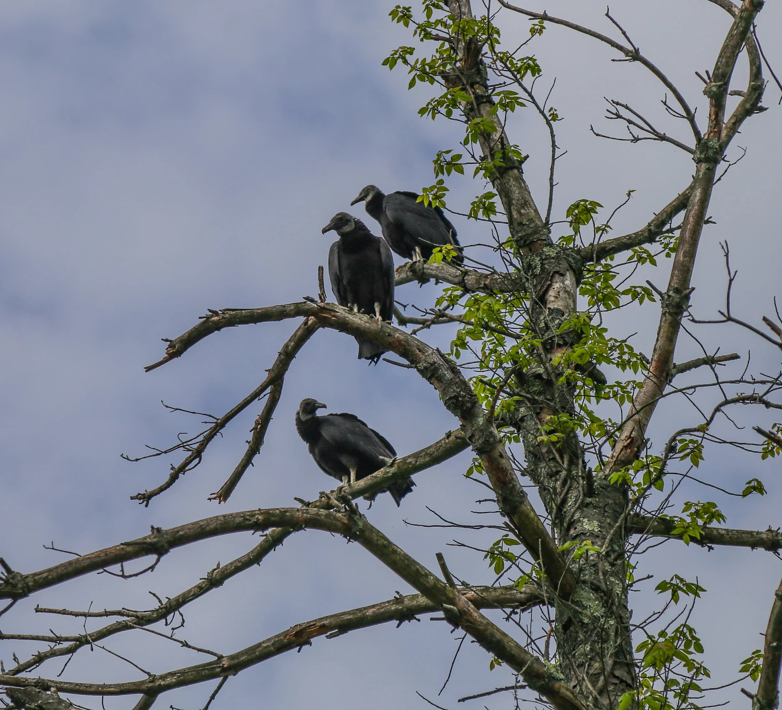 Woodland Hills Preserve, Walking with Black Vultures, May 16, 2022