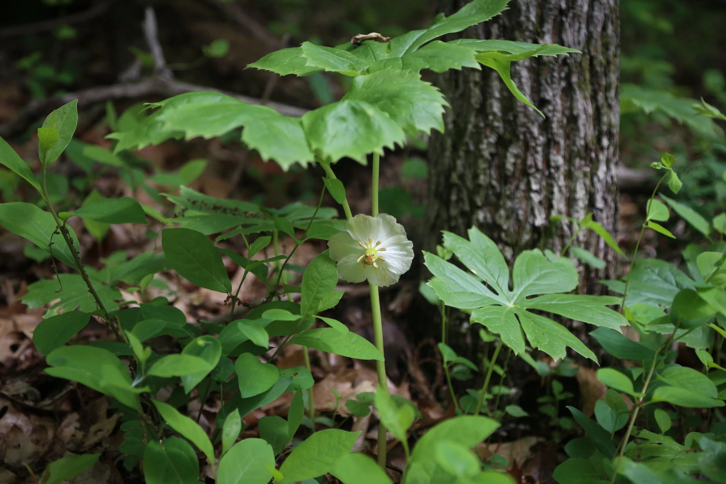 Mariton Wildlife Sanctuary Mayapple & More Wildflowers, May 20, 2022