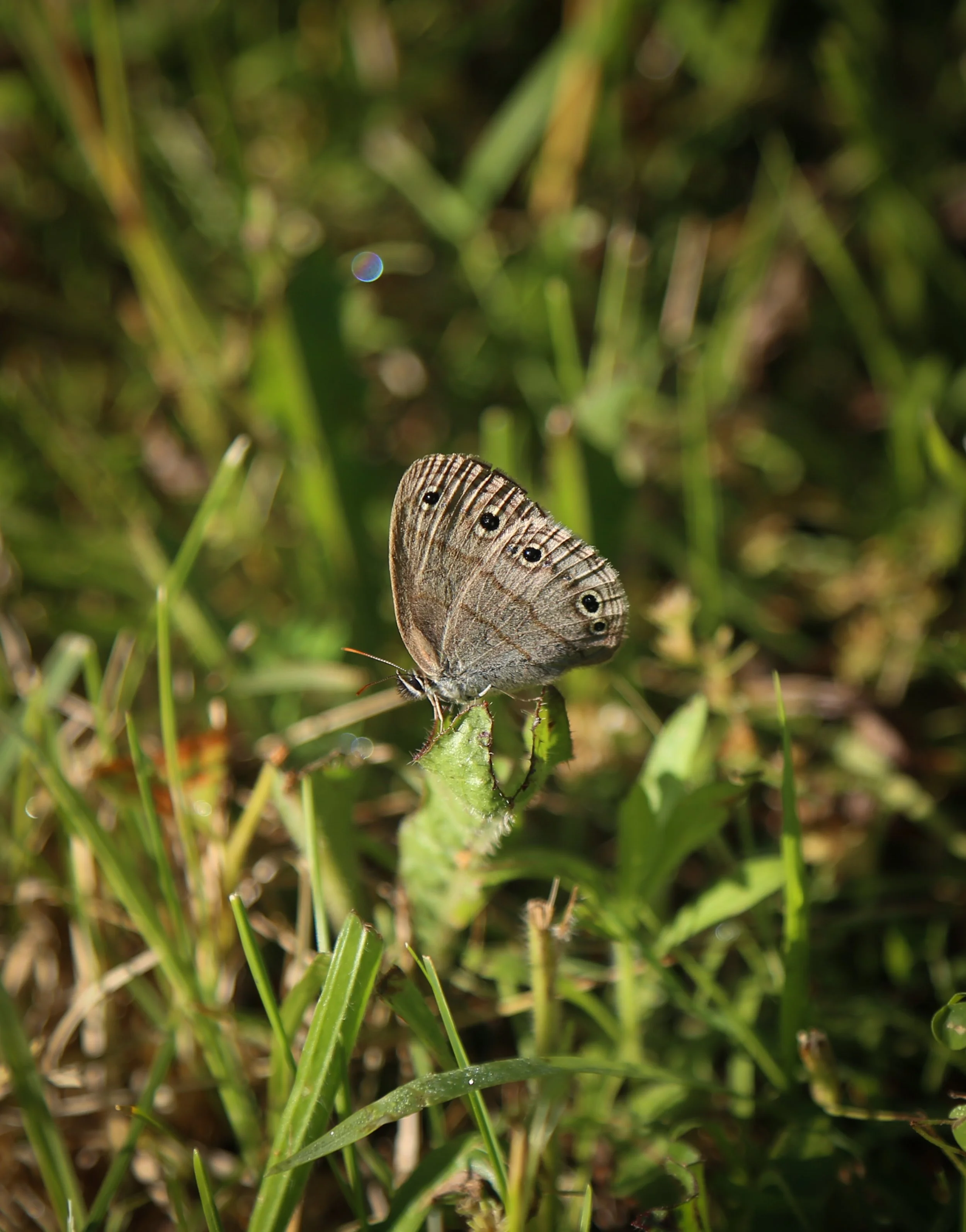 Woodland Hills Preserve, Morning Meadow Walk, June 6, 2022