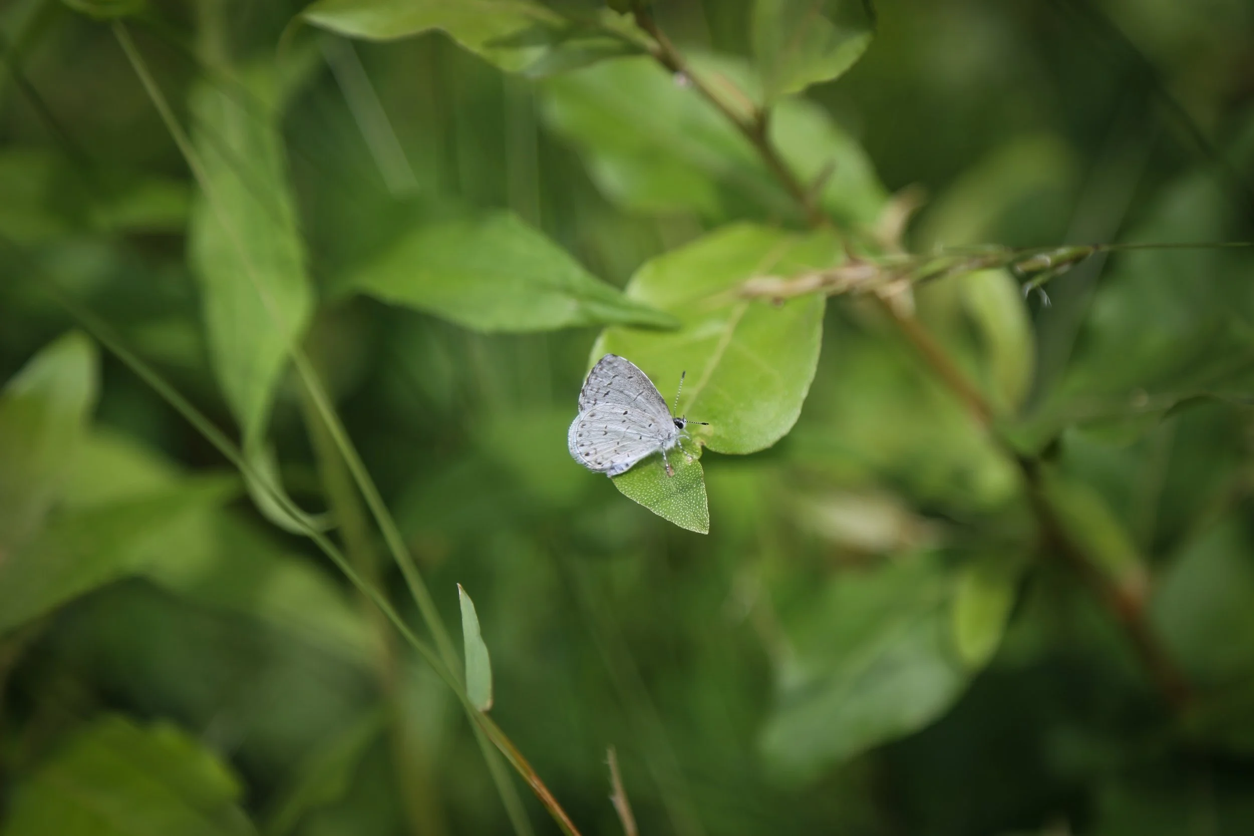 Woodland Hills Preserve Walk, June 21, 2022