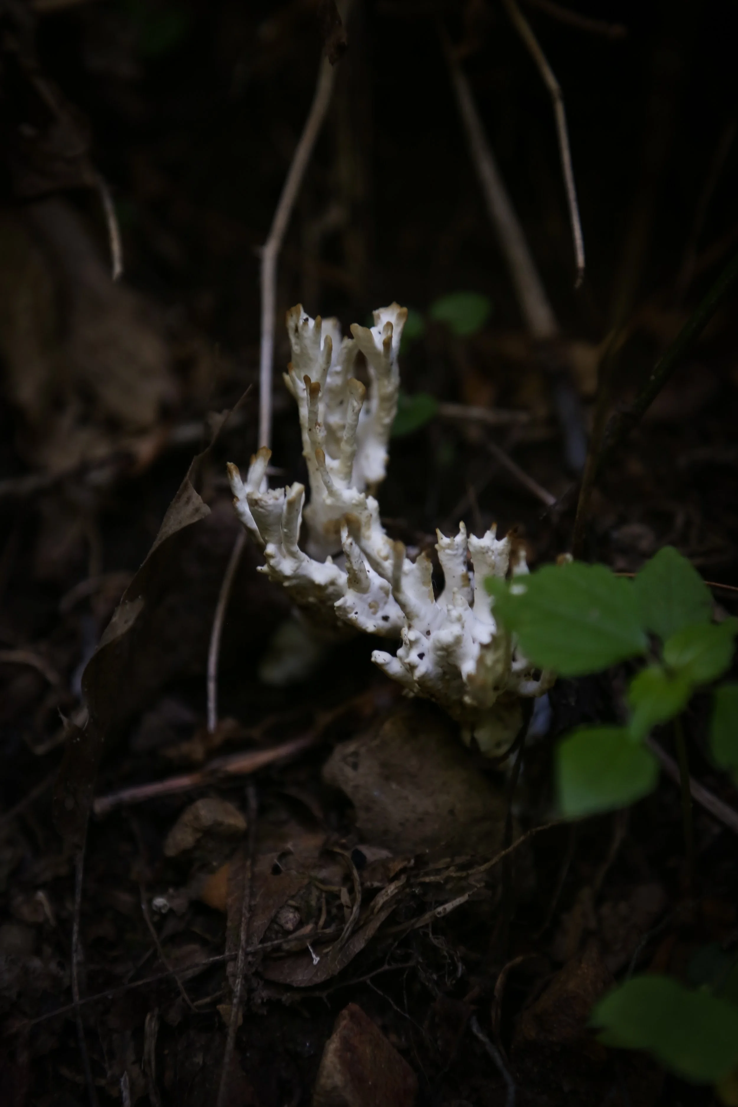 Jacobsburg State Park, July 4, 2022