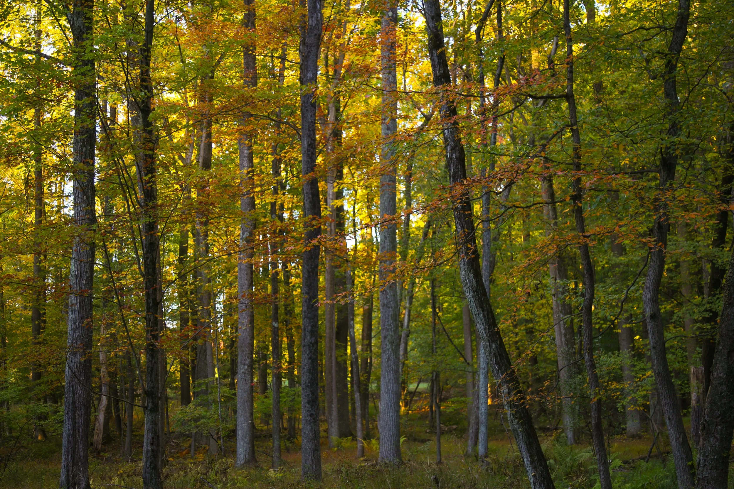 Graver Arboretum, Fall is on the way, October 8, 2022