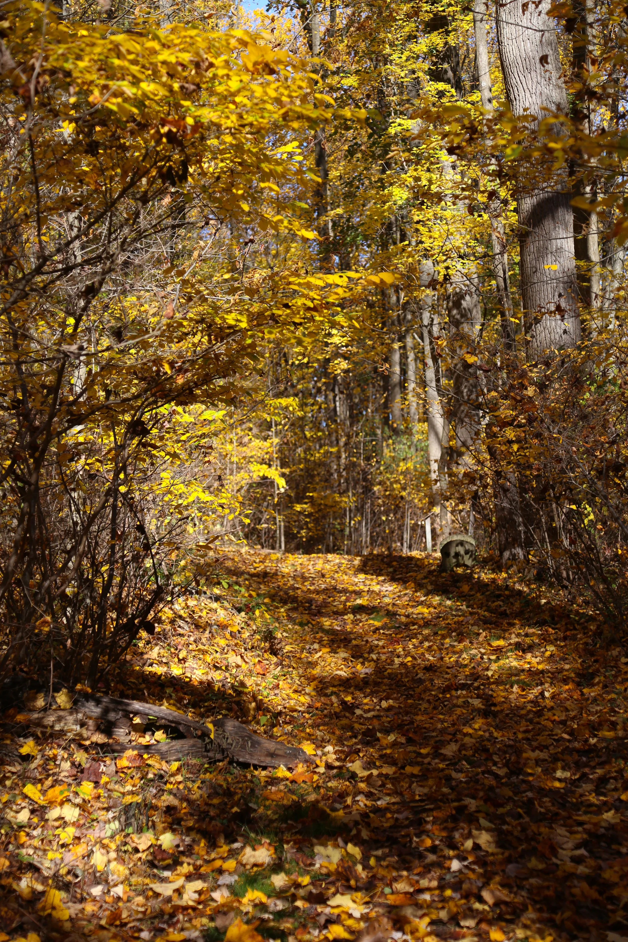 The last of autumn at Mariton Wildlife Sanctuary, October 27, 2022