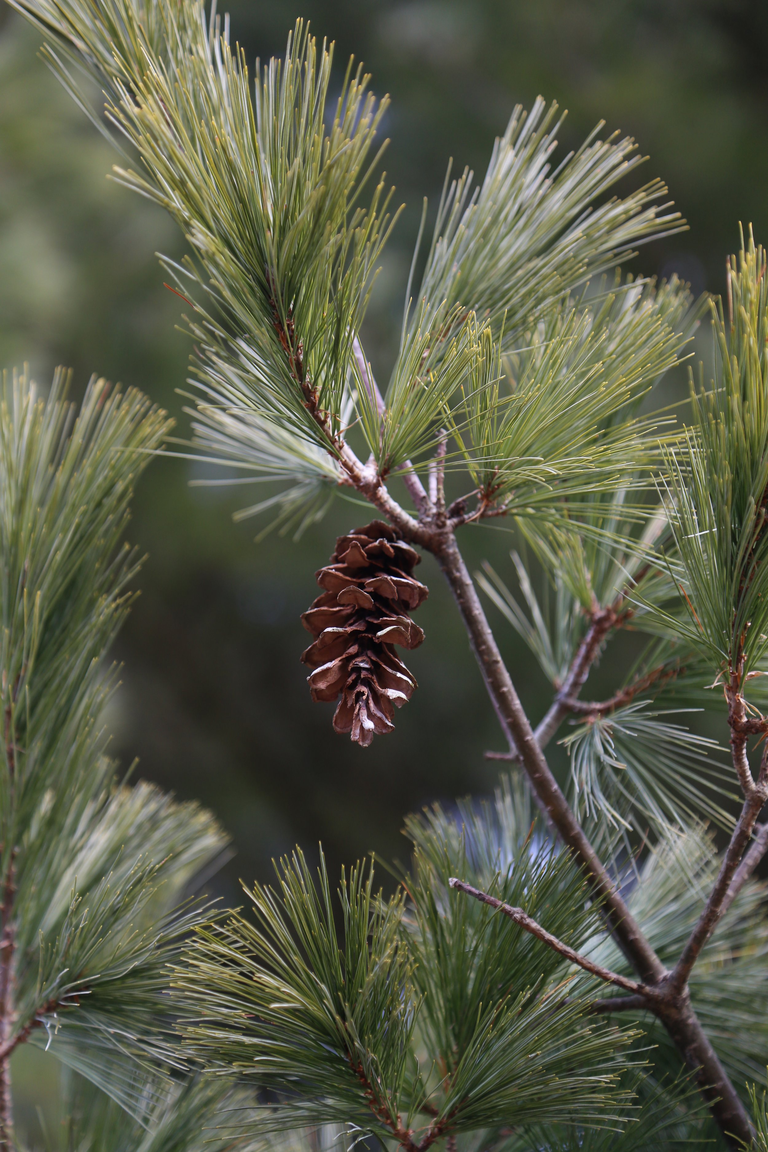 January 7, 2023, Woodland Hills Preserve