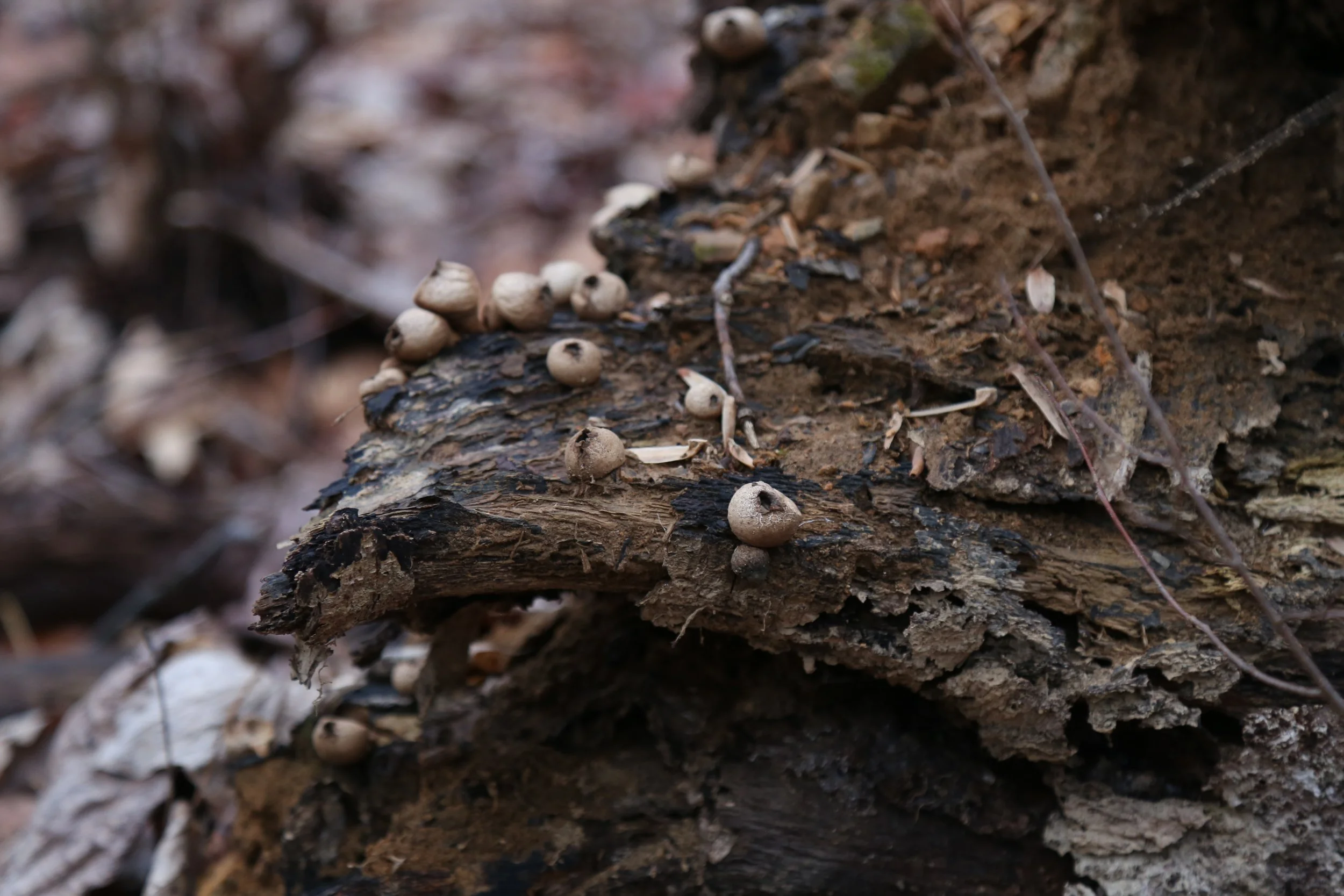 January 12, 2023, Mariton Wildlife Sanctuary