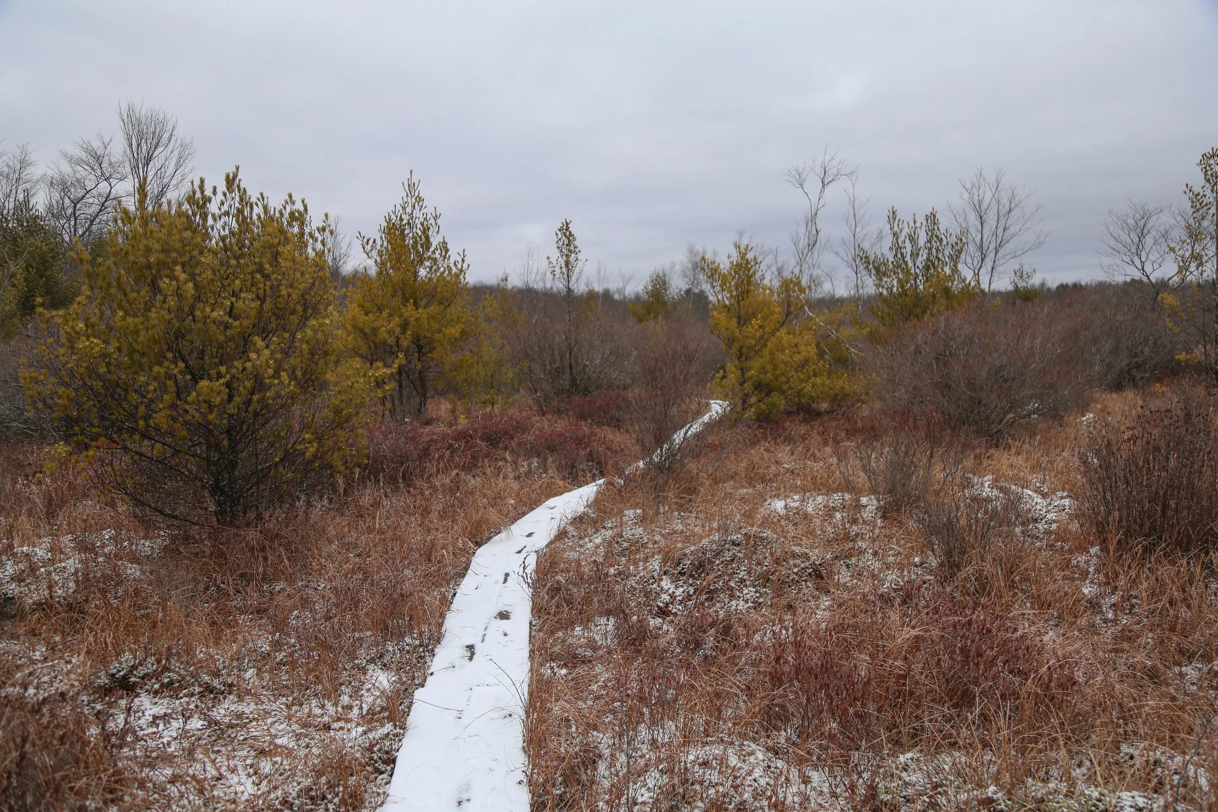 January 21, 2023, Thomas Darling Preserve