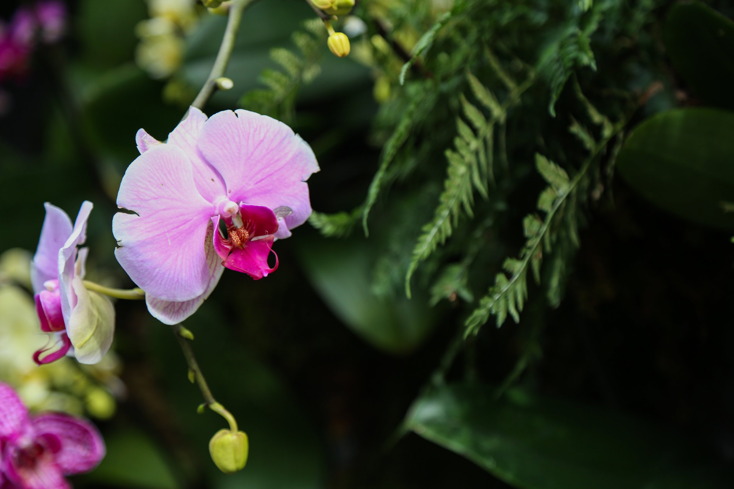 March 10, 2023, New York Botanical Garden, Lily Kwong, The Orchid Show:  Natural Heritage
