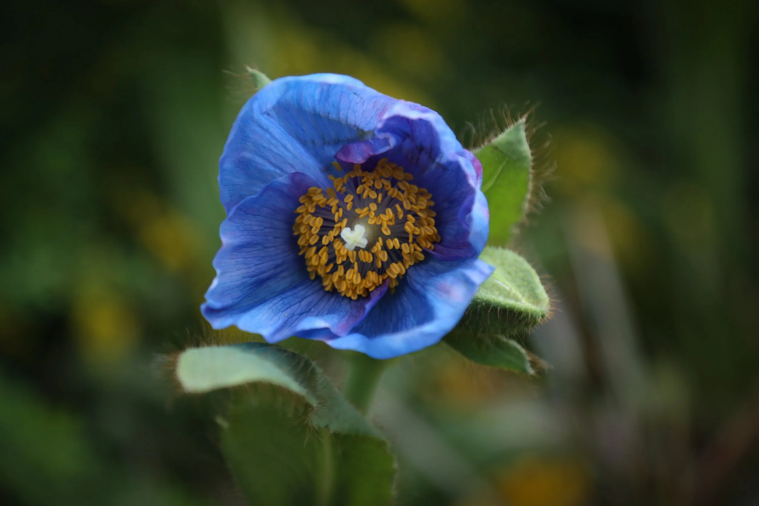 March 22, 2023, Longwood Gardens