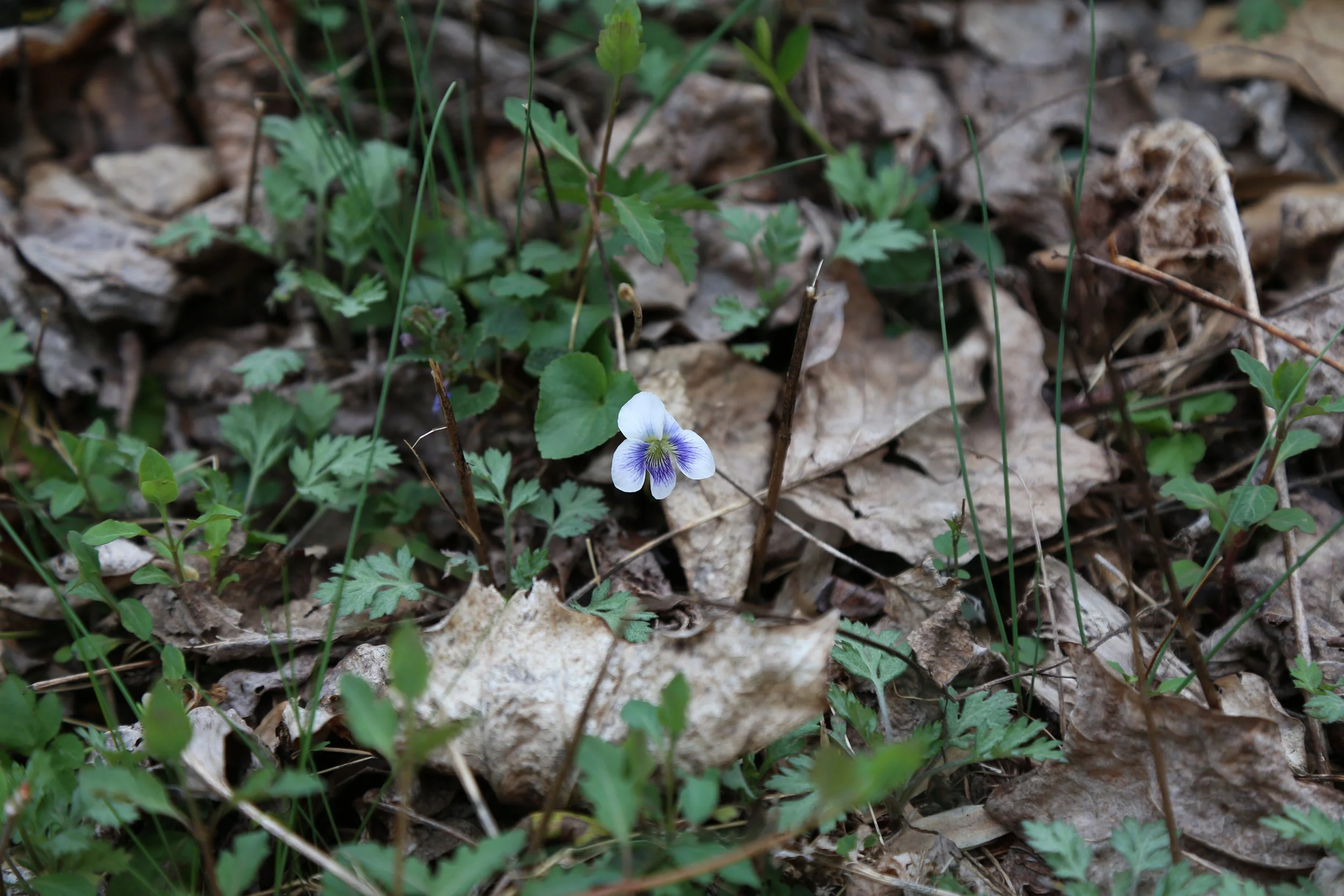 April 8, 2023, Mariton Wildlife Sanctuary