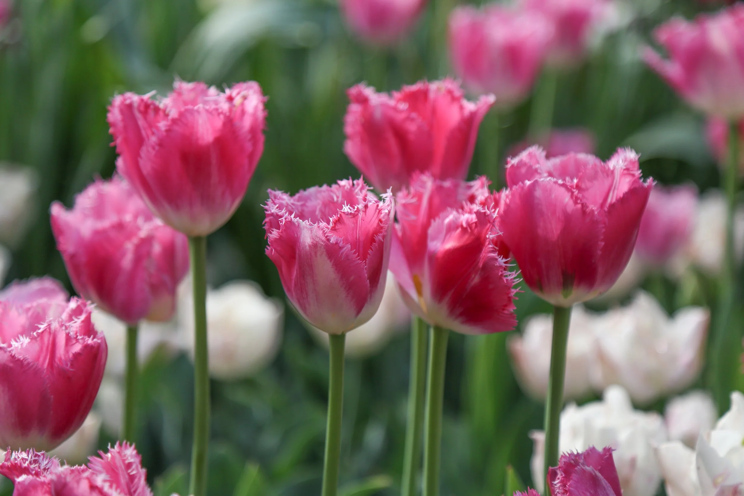 April 22, 2023, Longwood Gardens