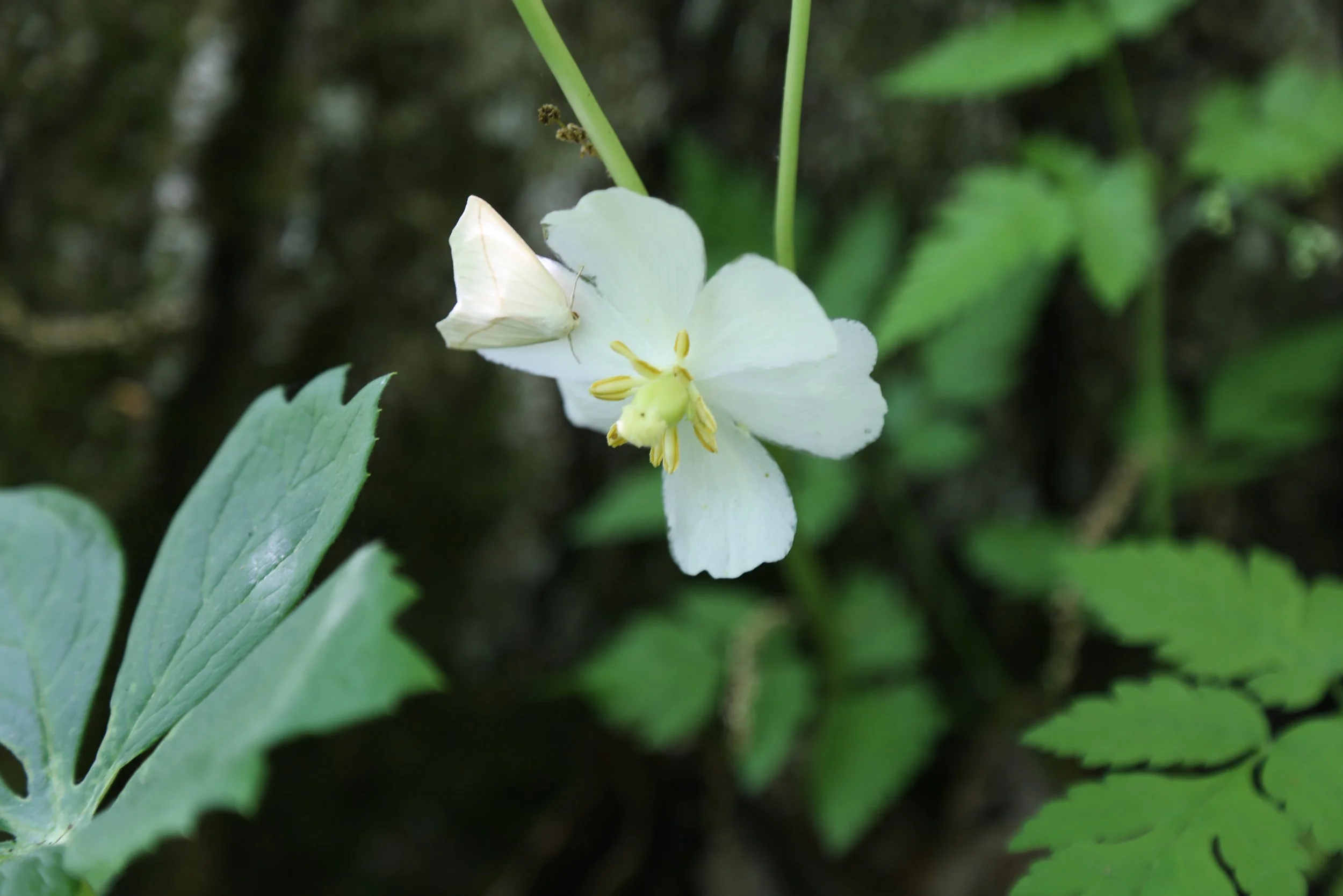 May 12, 2023, Mariton Wildlife Sanctuary