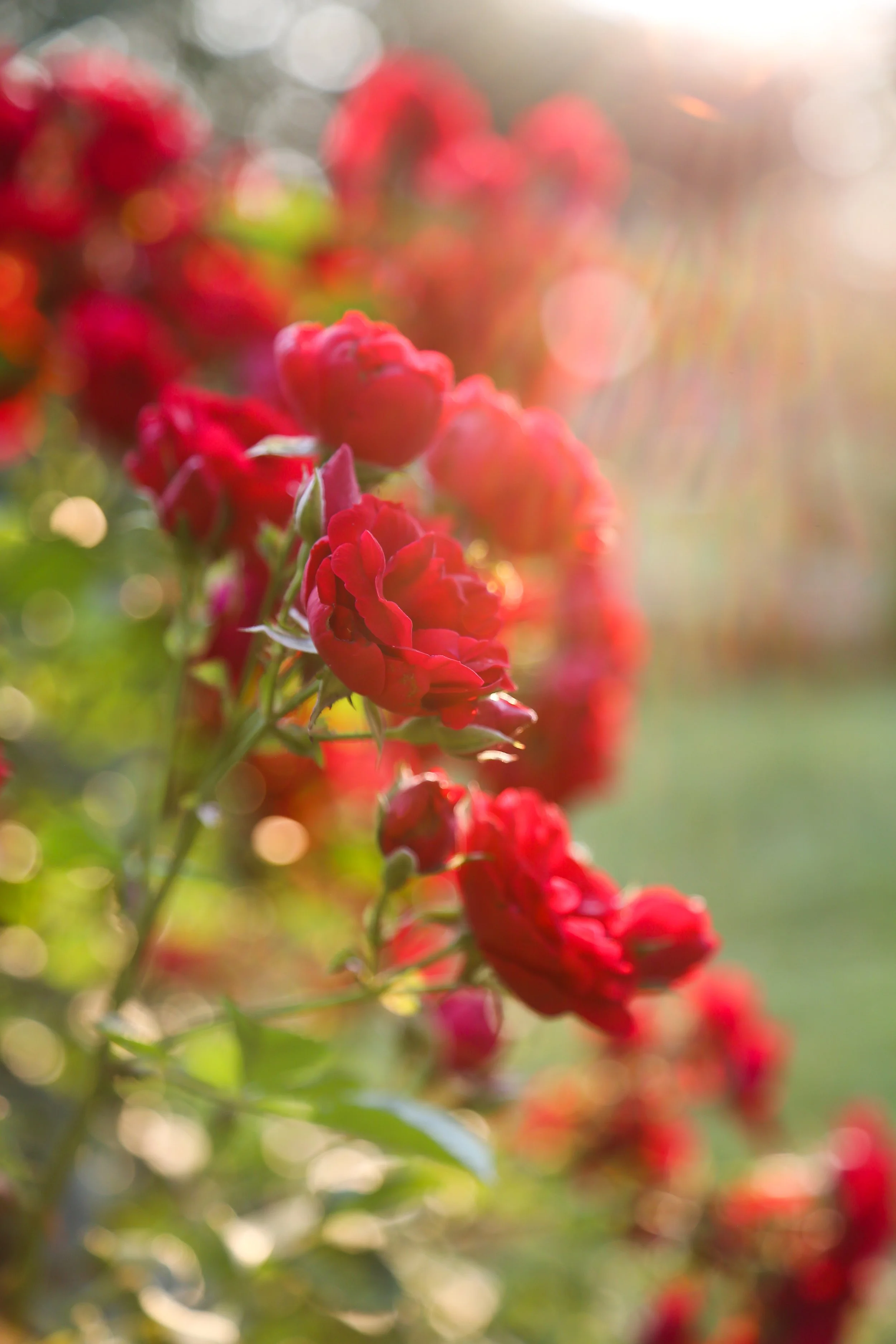 June 19, 2023 Bethlehem Rose Garden