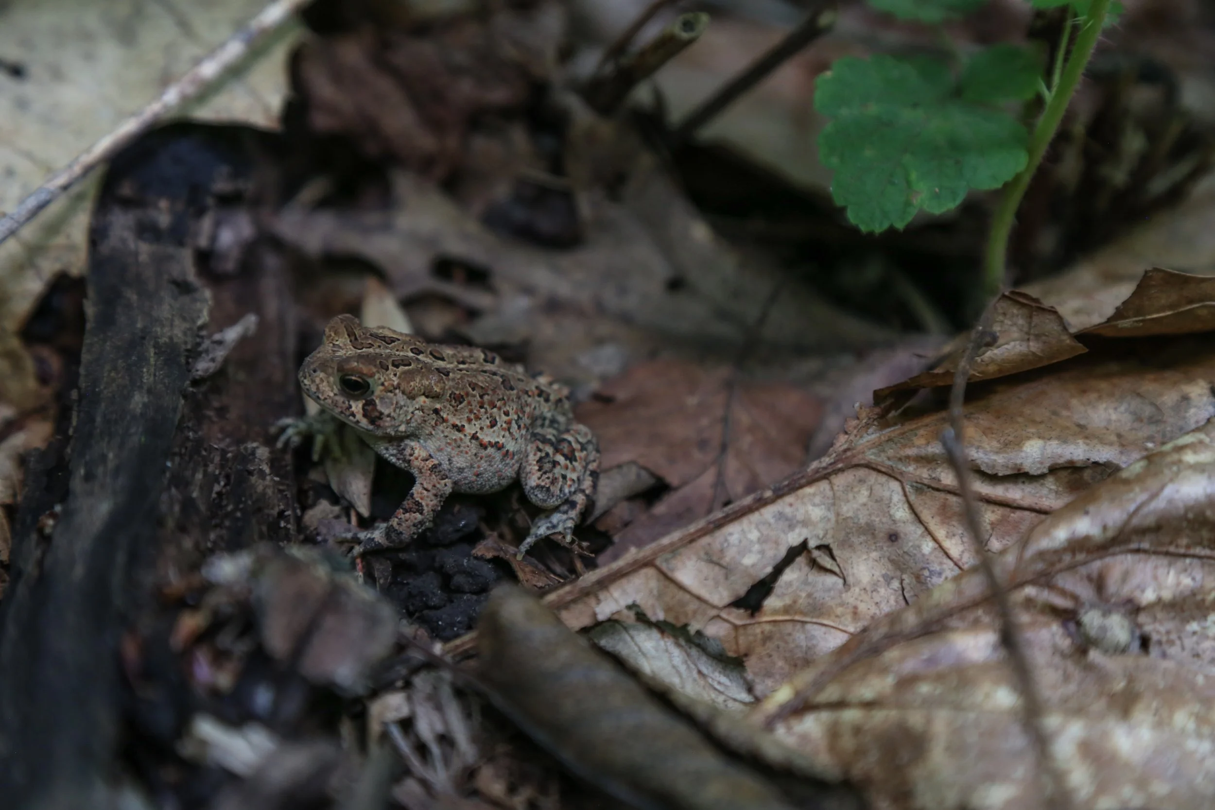 Mariton Wildlife Sanctuary, July 9, 2023