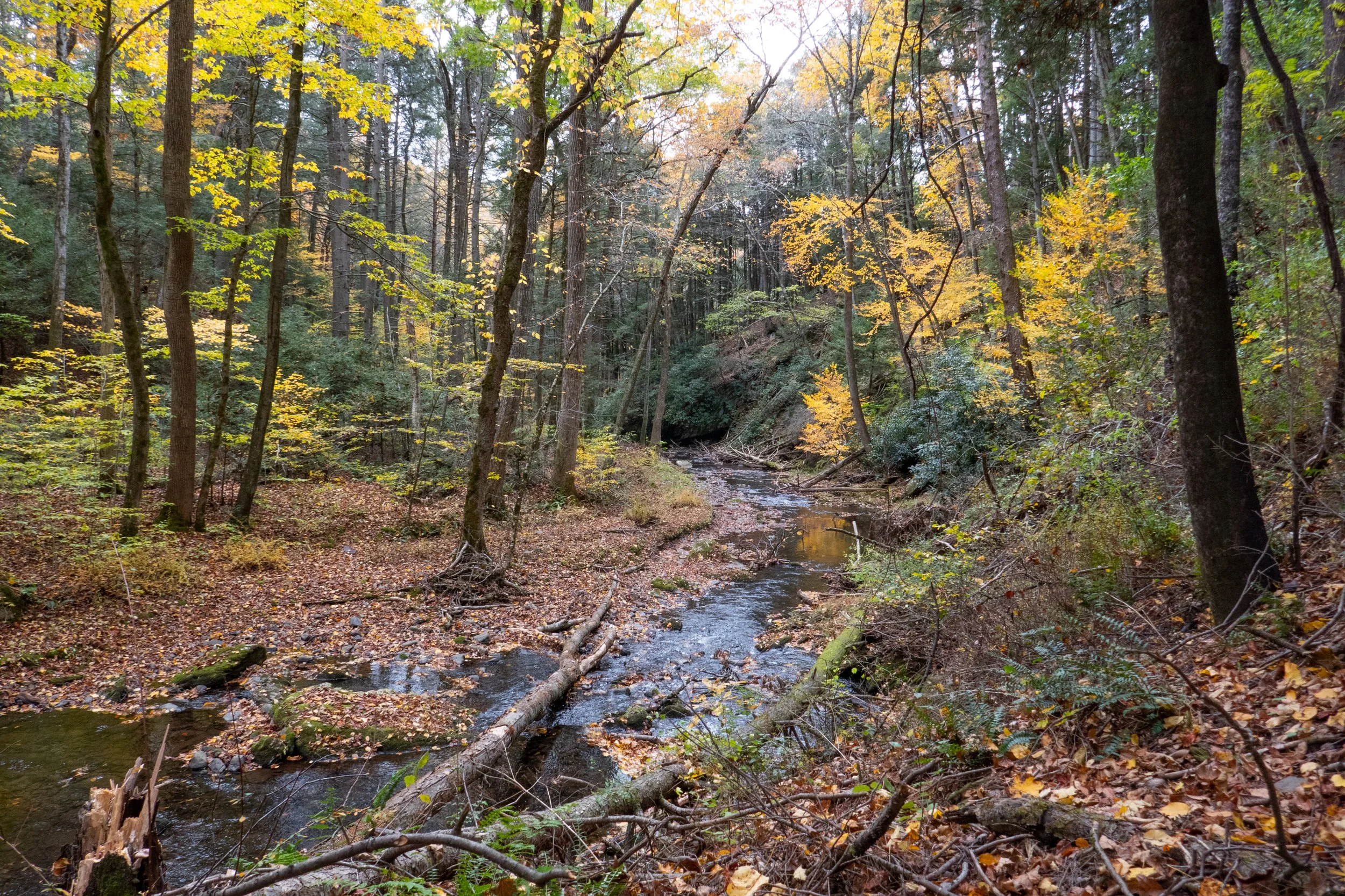 Delaware Water Gap, October 22, 2023, Orchard, Hamilton, Pioneer, Van Campens Glen, 10 Miles RT, 1,040' +/-